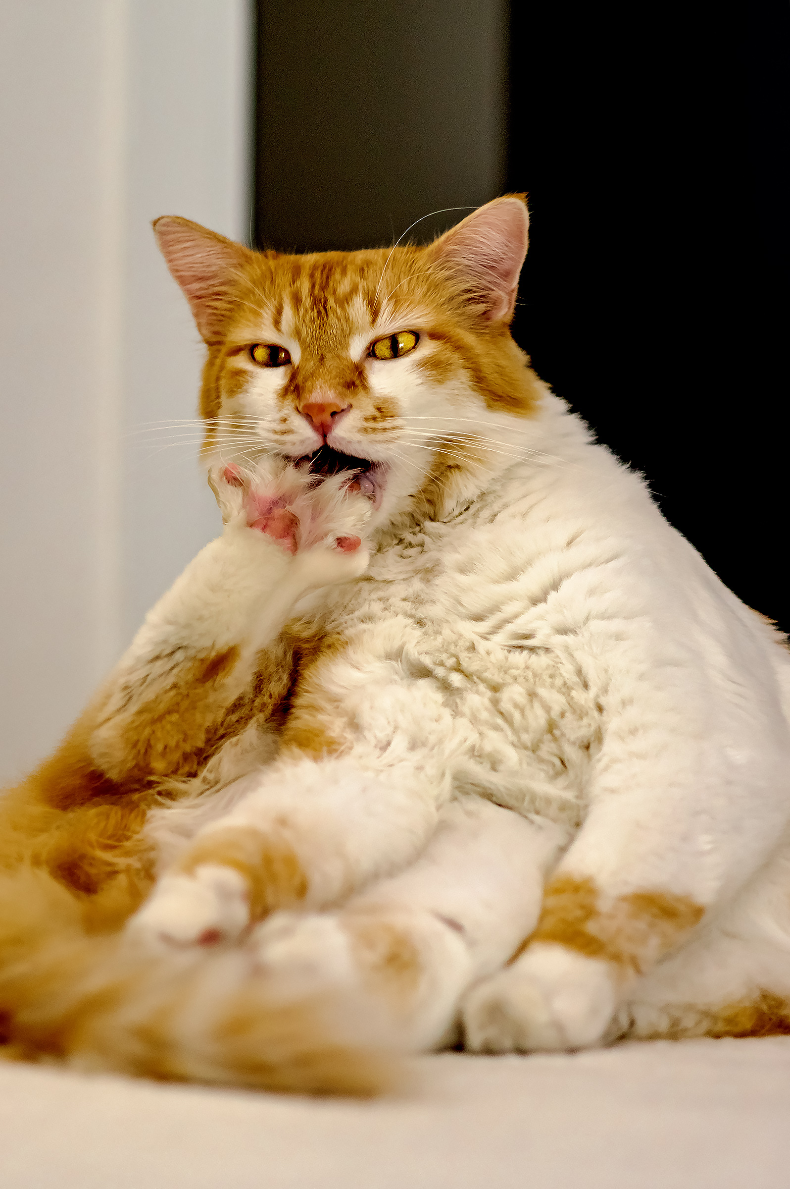 Prendere la tolettatura troppo seriamente...