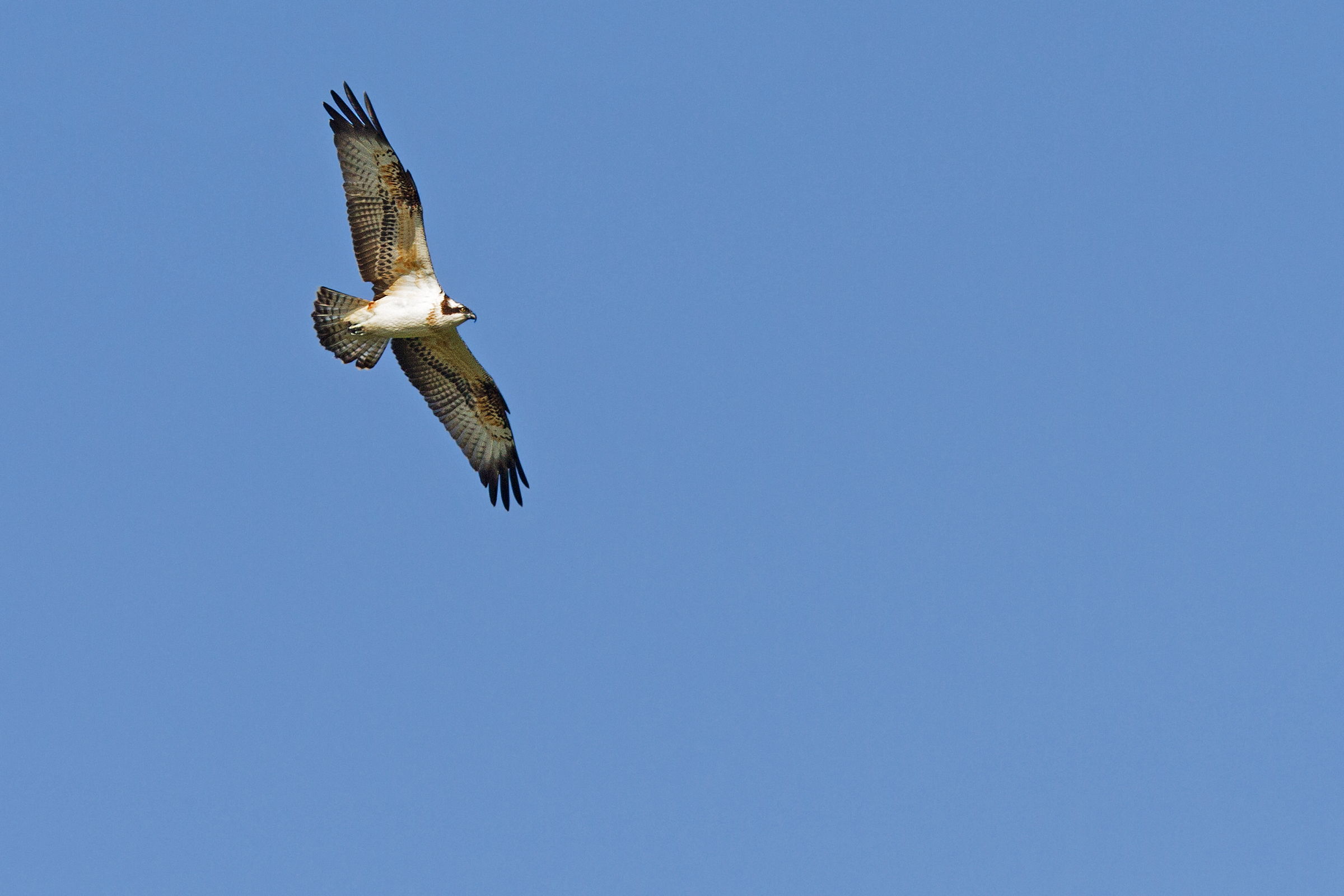 Osprey
