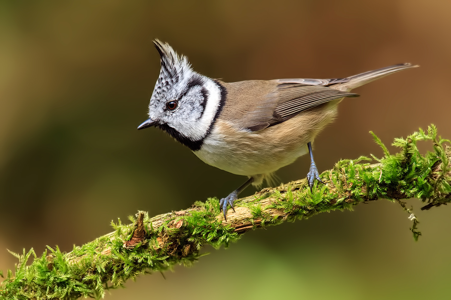 Crested Tit