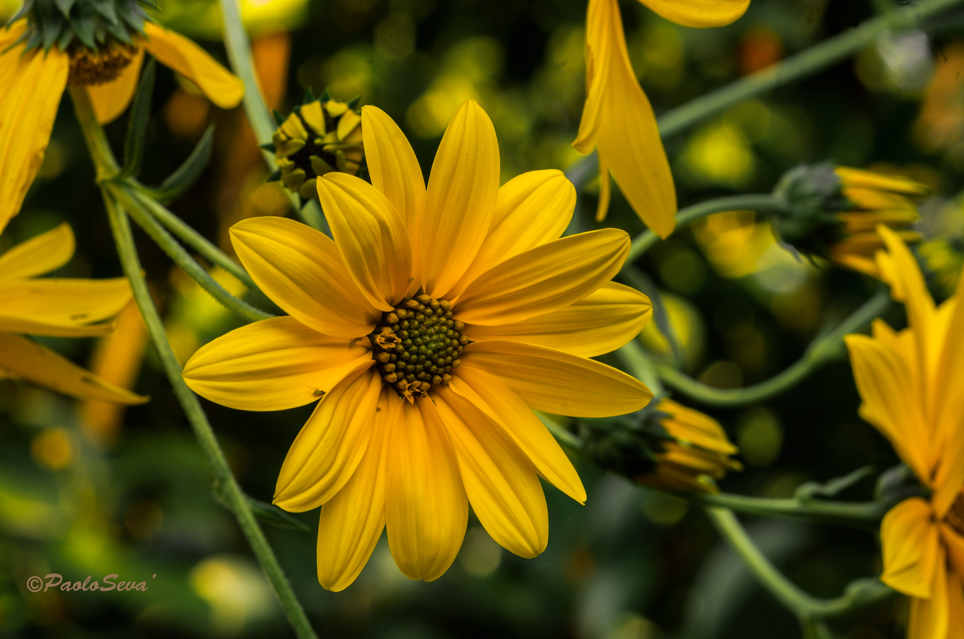 fiore del Topinambur