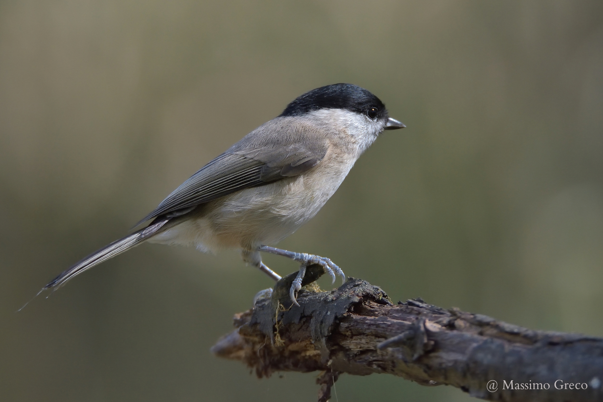 willow tit (poecile palustris)