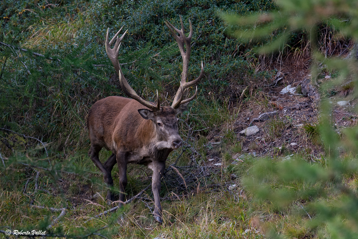 Entra in scena il grande vecchio...