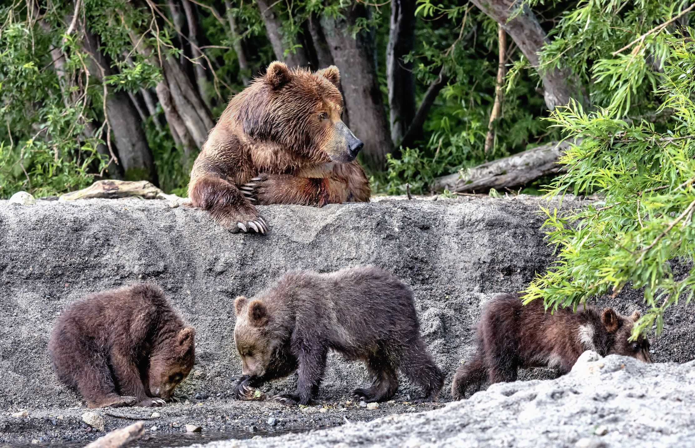Kamchatka 2016 - Sotto gli occhi della mamma