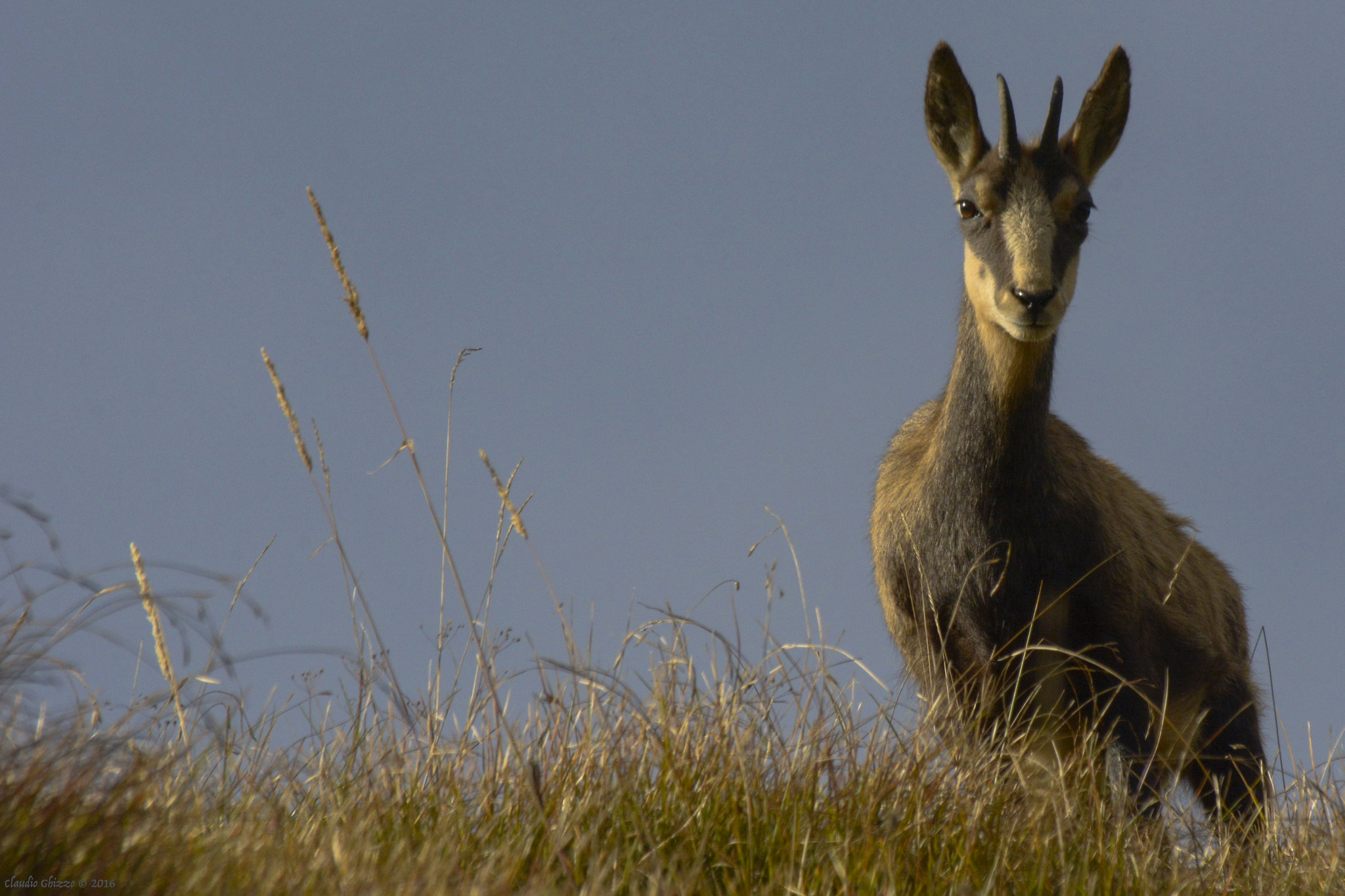 Basking with the last sun rays of a giorn