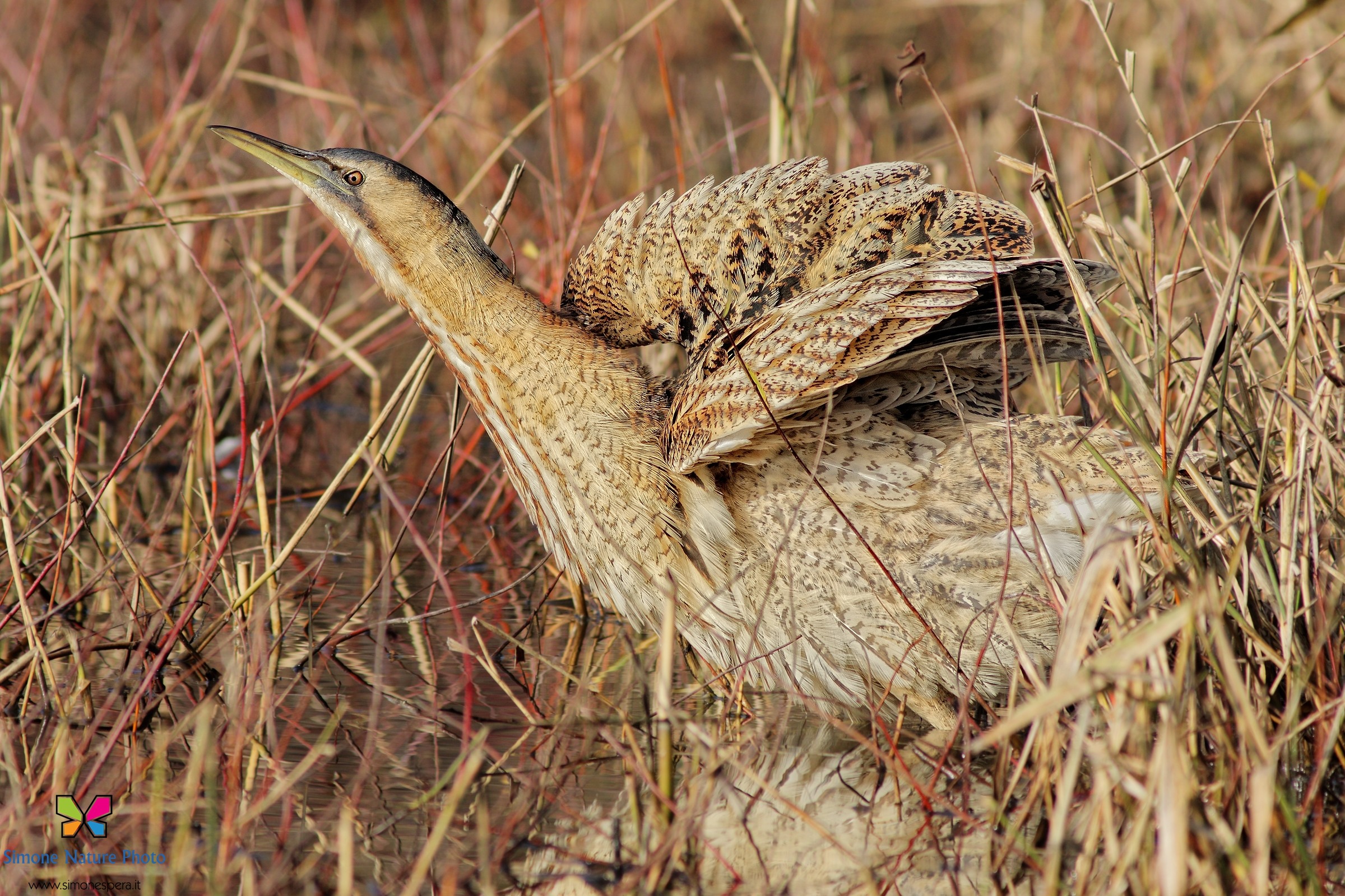 bittern camouflage ....