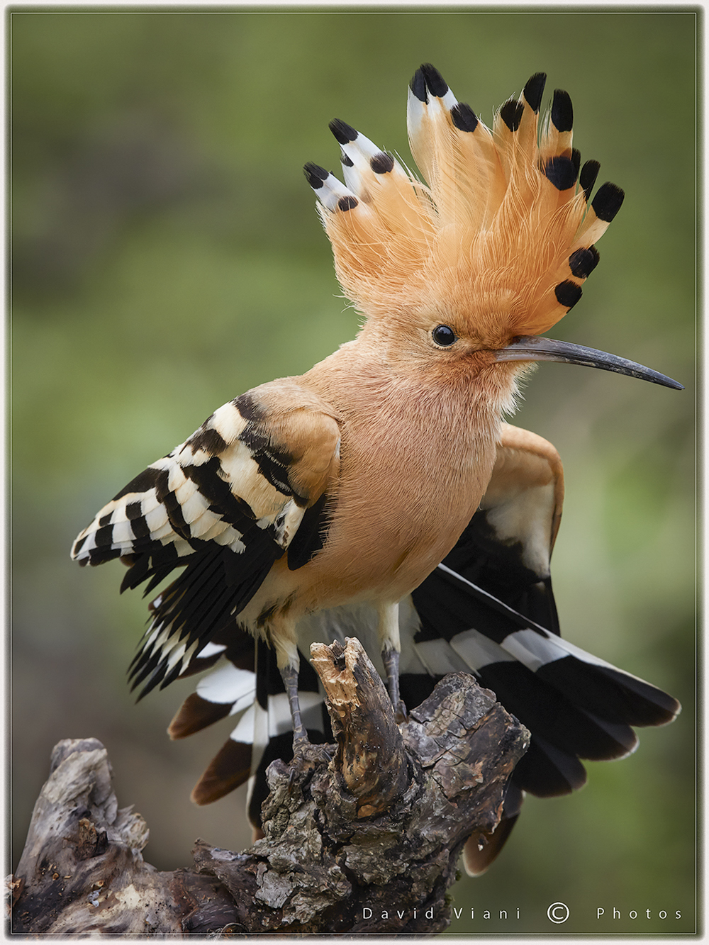 Hoopoe