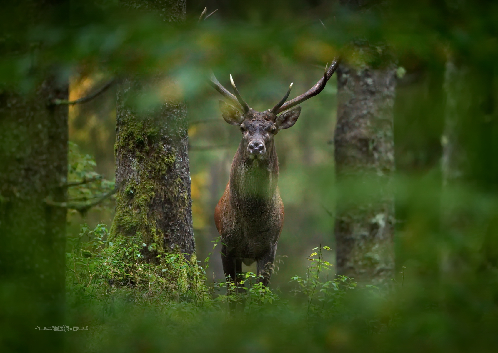 incontri nel profondo della foresta
