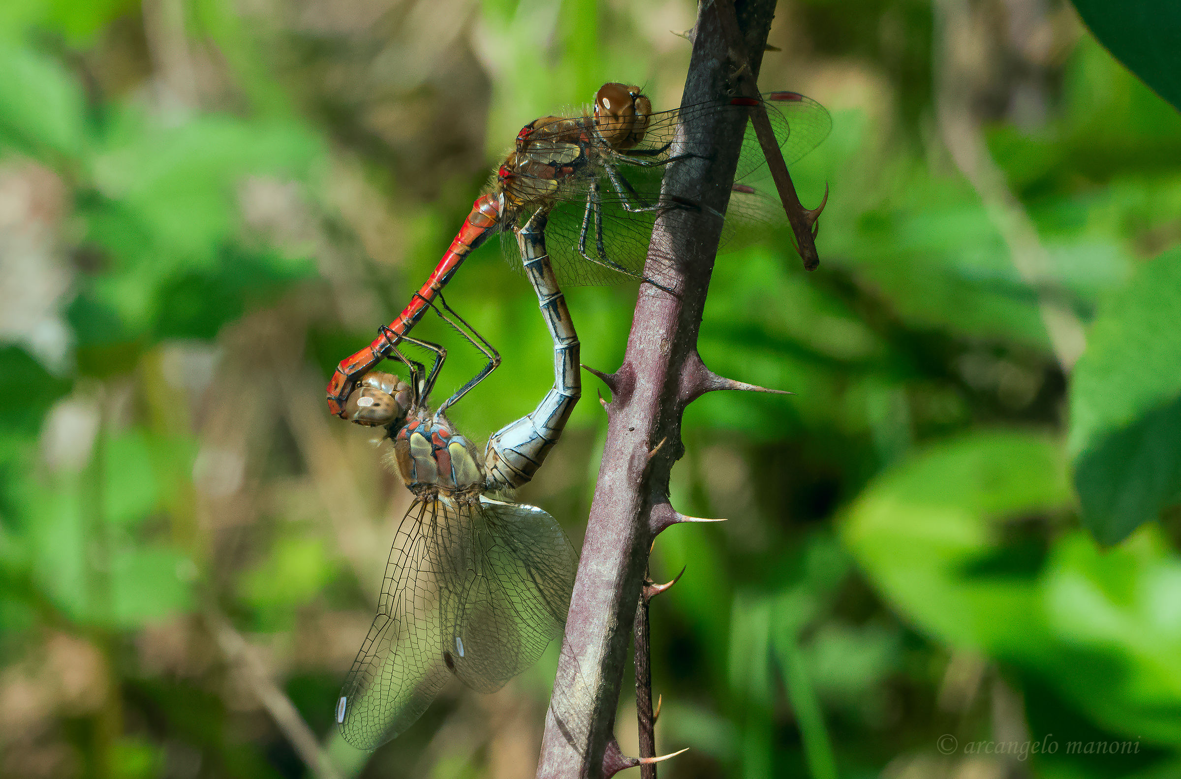 Simpetrum striolatum