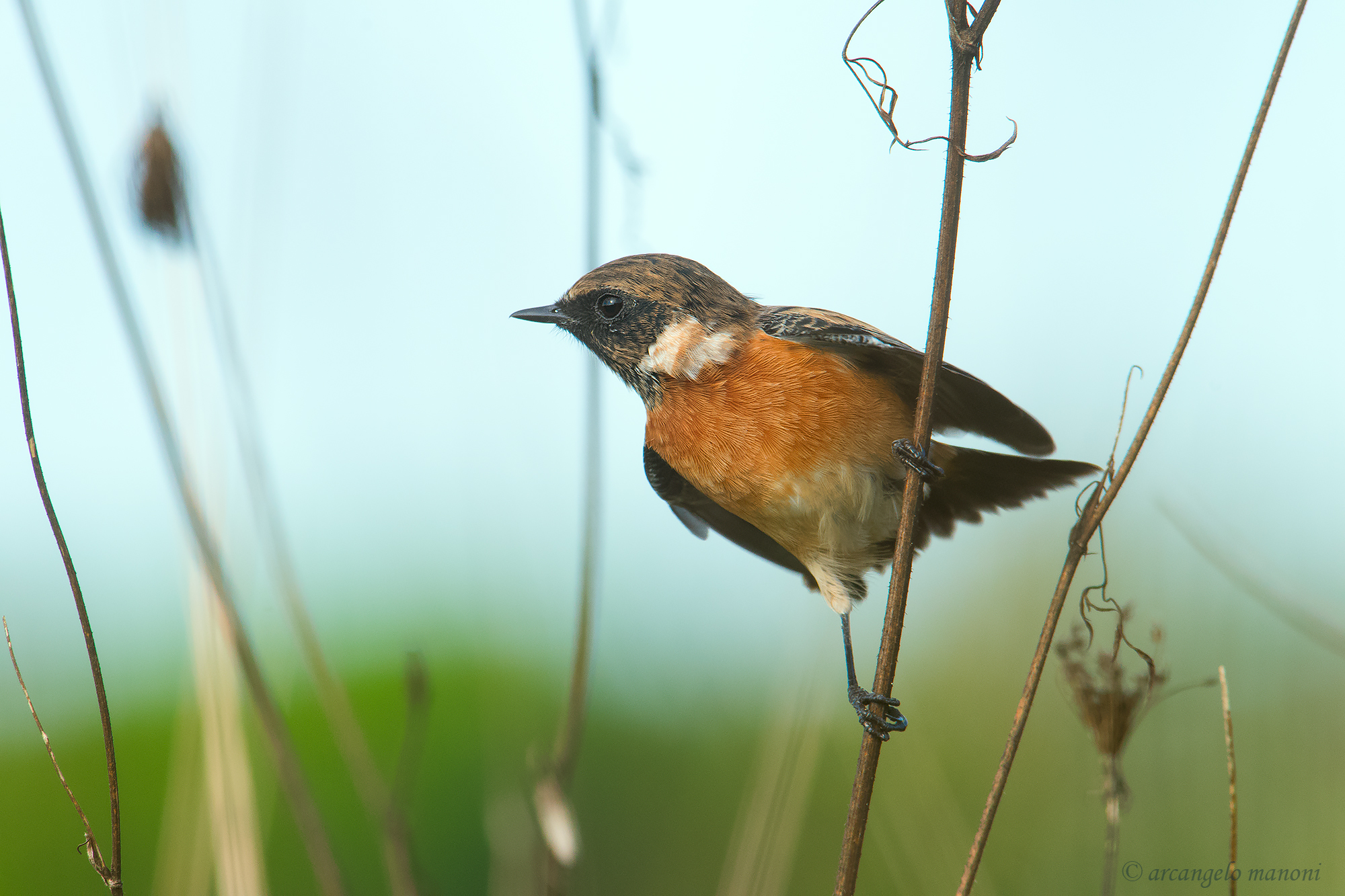 Saltimpalo nel suo ambiente preferito