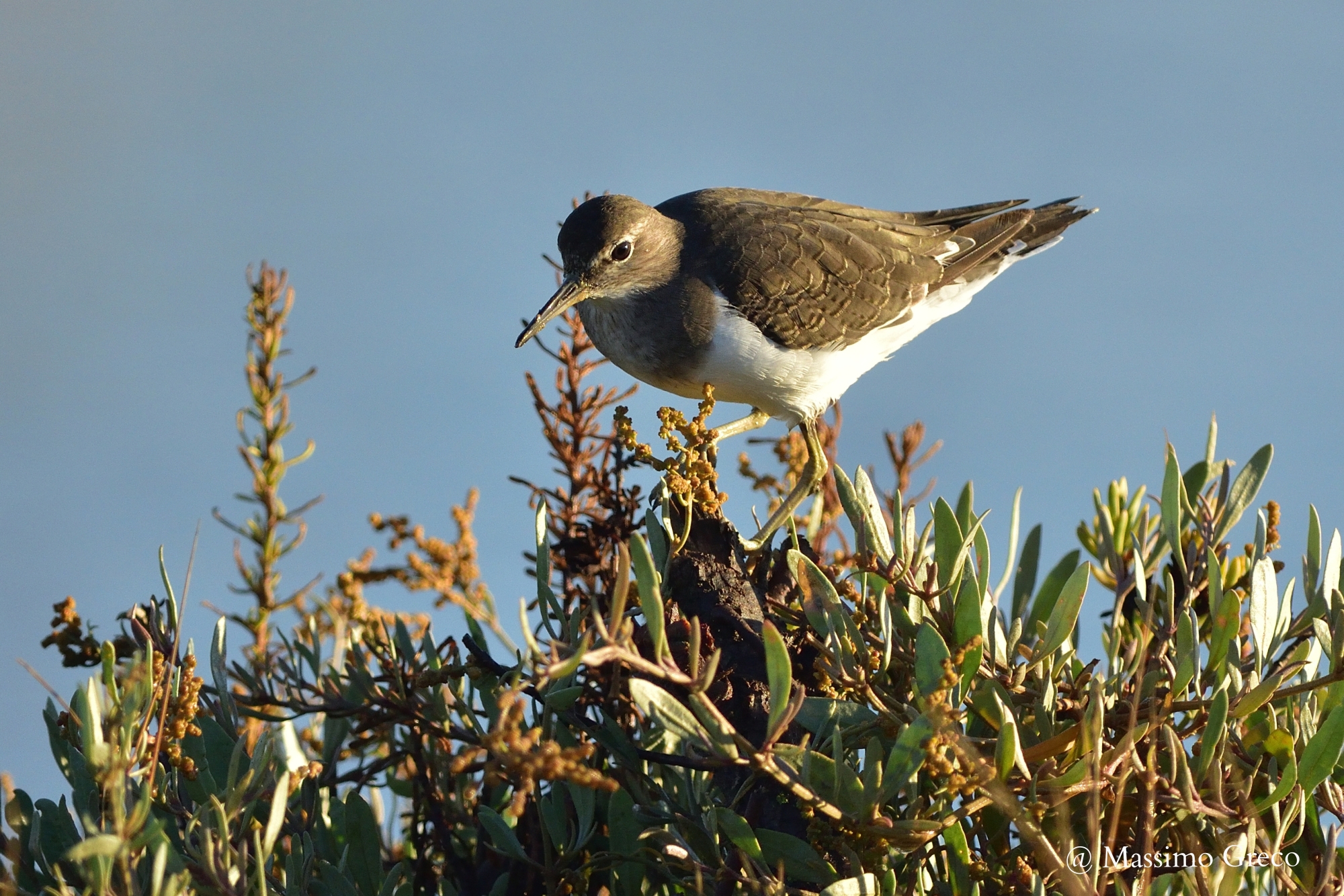 Piropiro (Actitis hypoleucos)