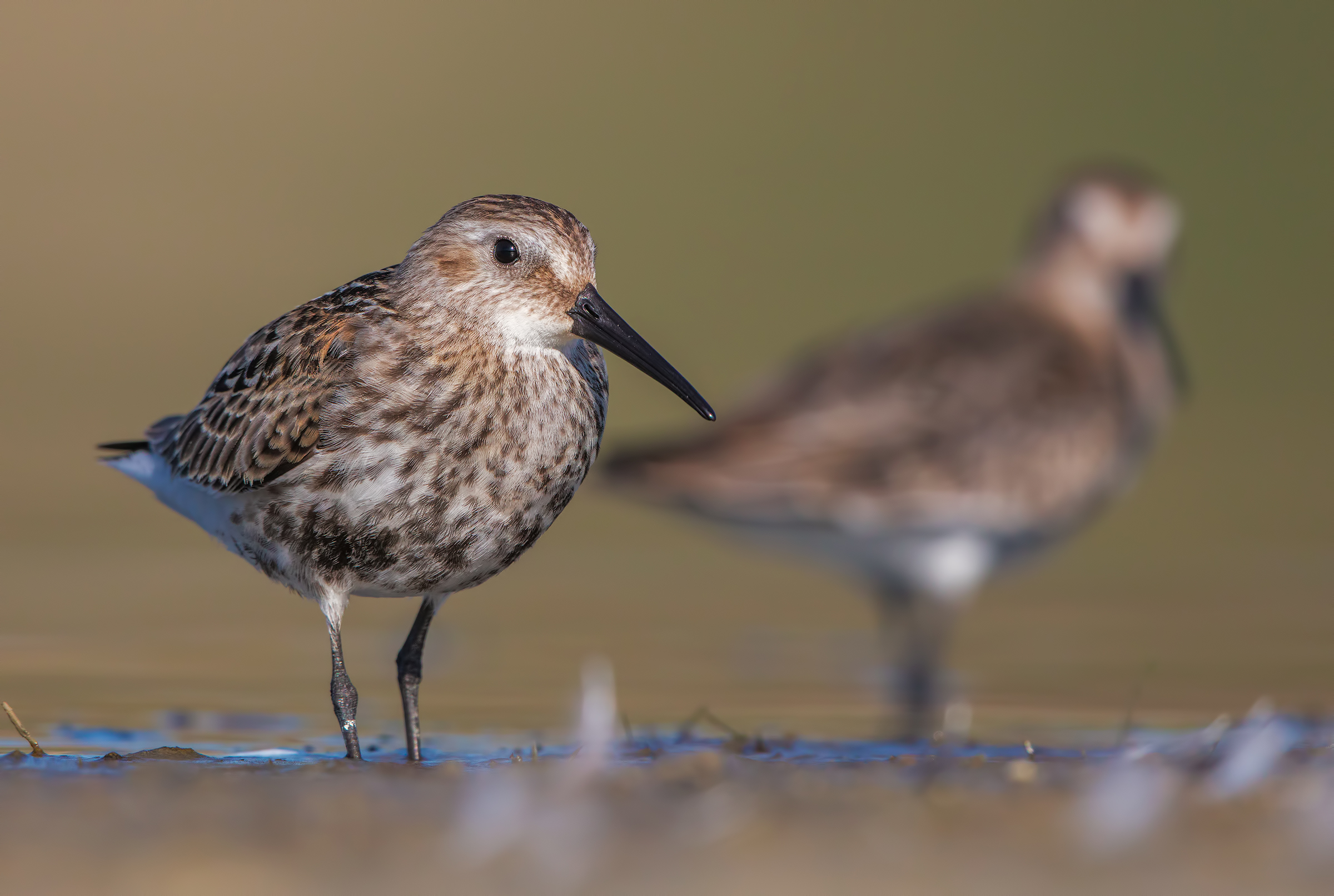 sandpipers