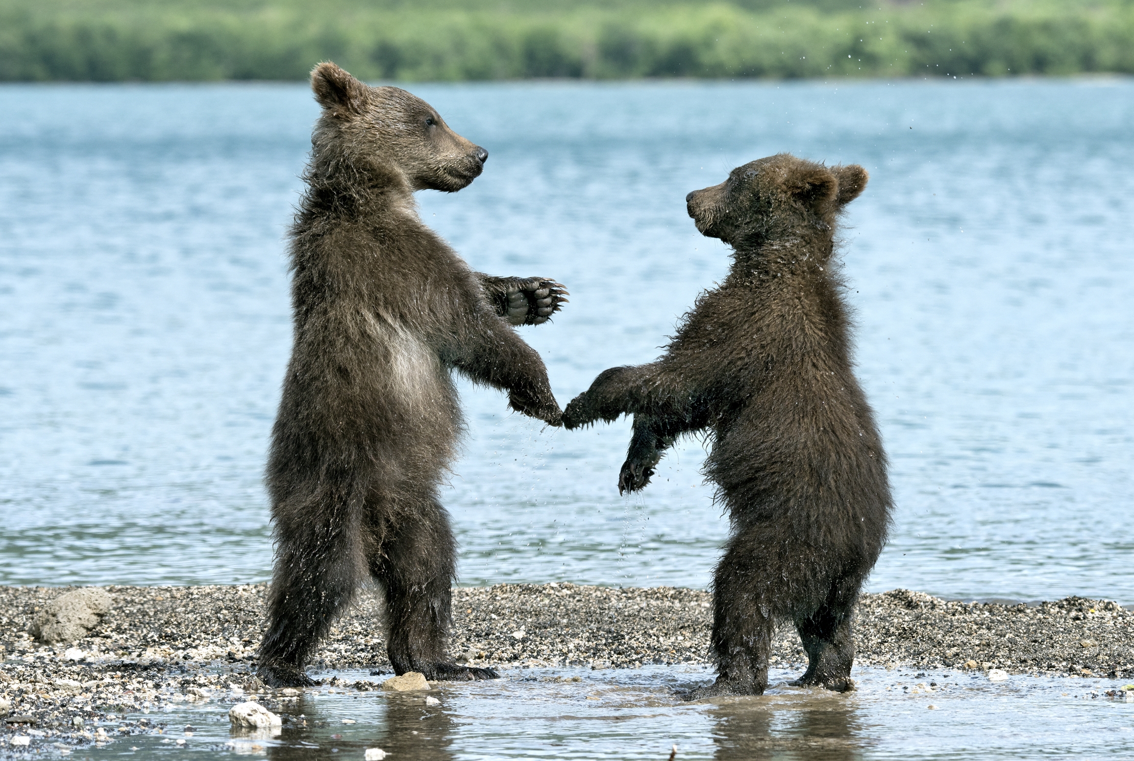 Kamchatka 2016 - Incontri