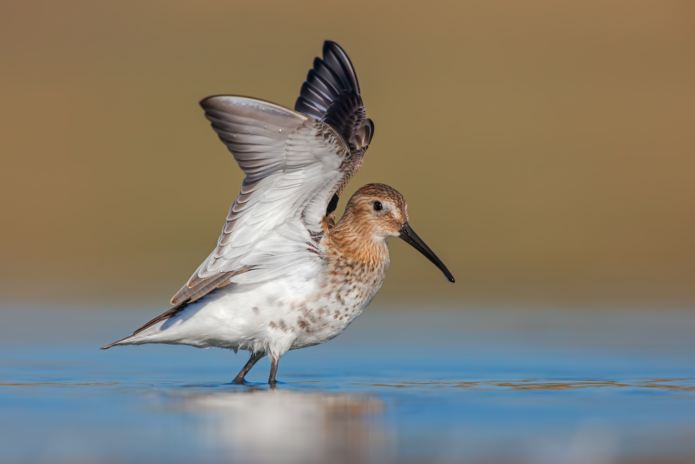 dunlin