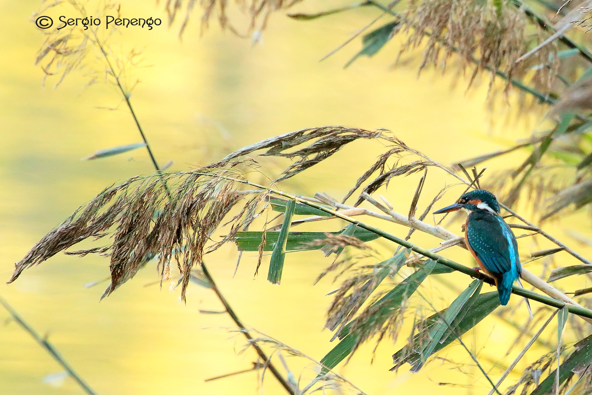 "Environmental portrait"