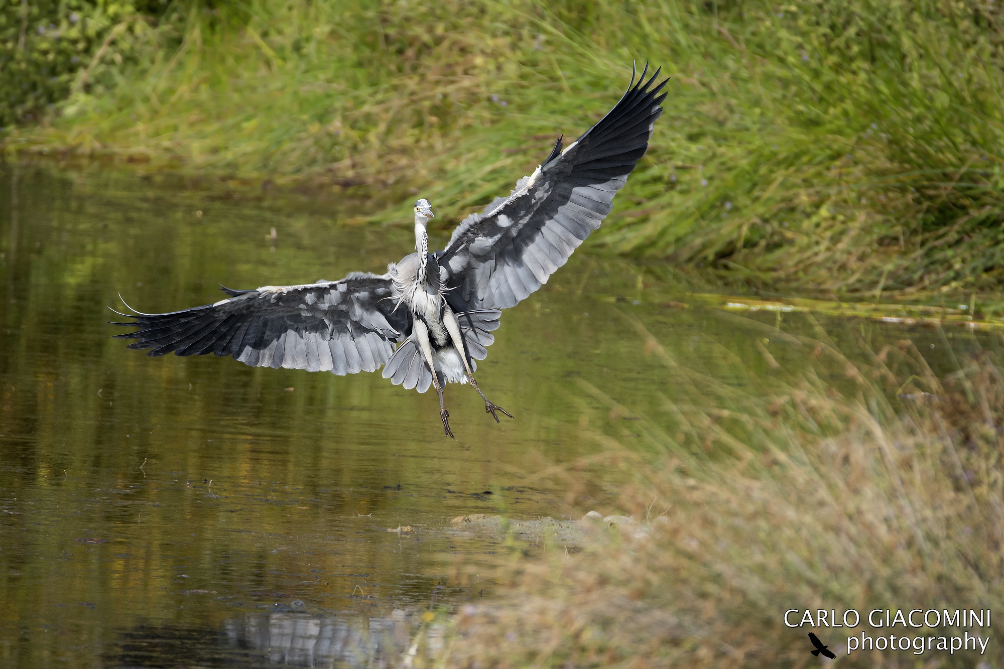 Heron landing