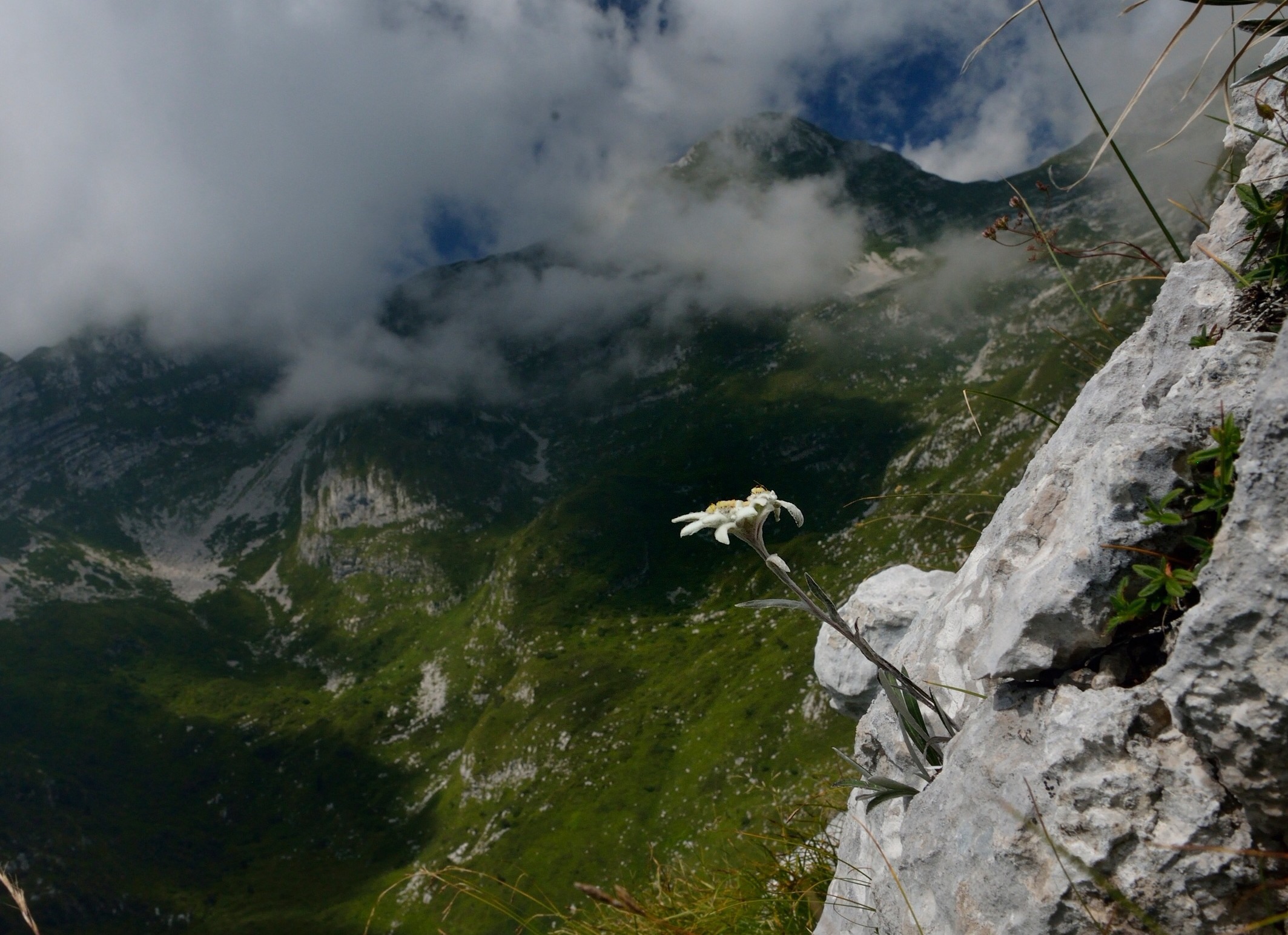 Edelweiss ambientata...