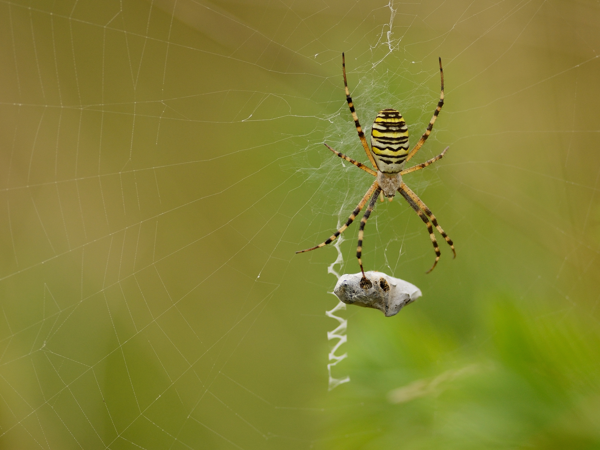 Wasp Spider 2