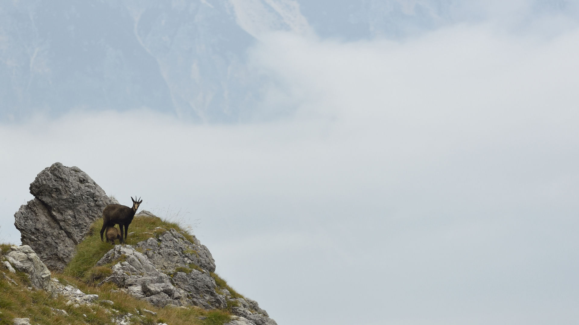 Lactation above the clouds