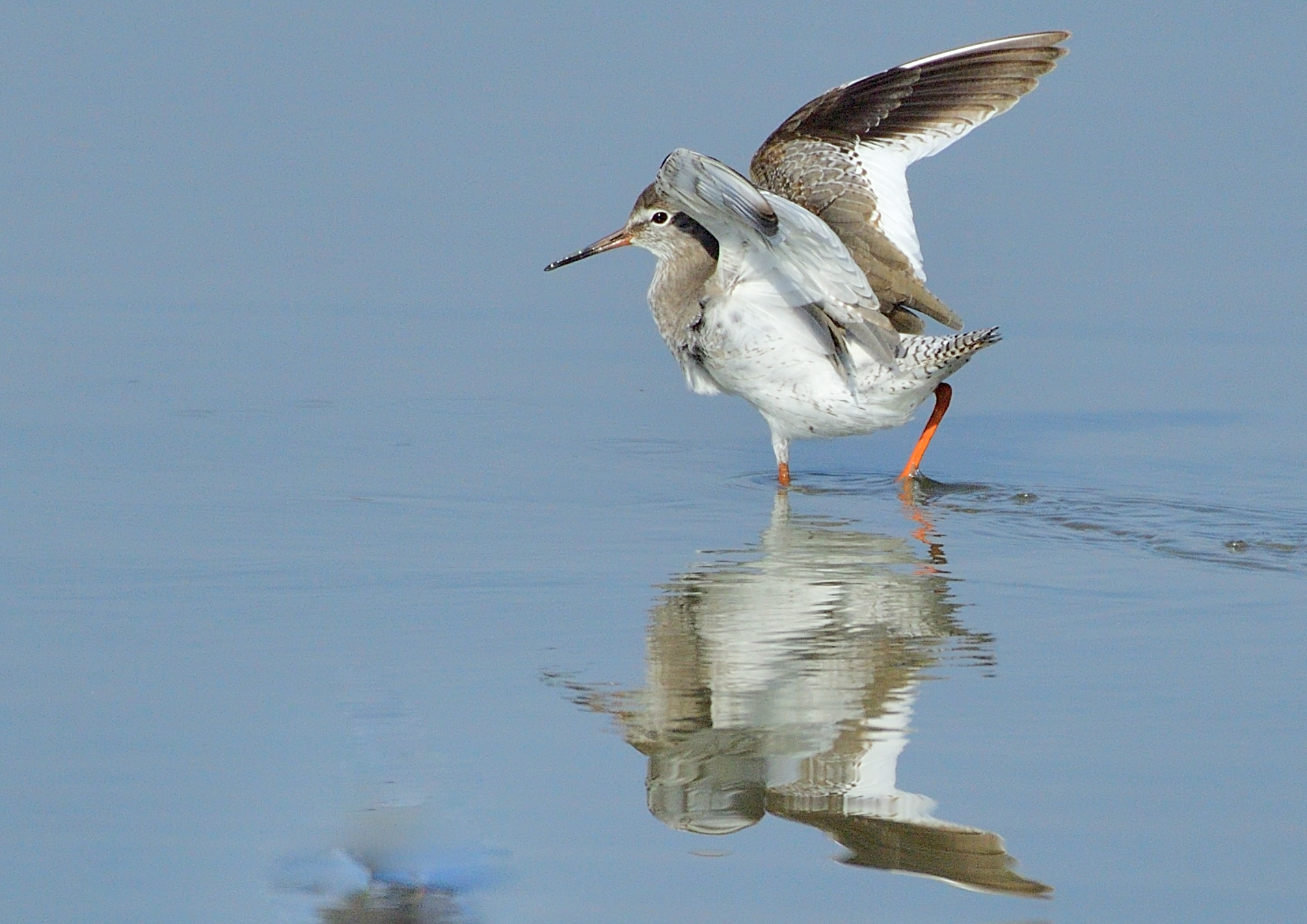 redshank