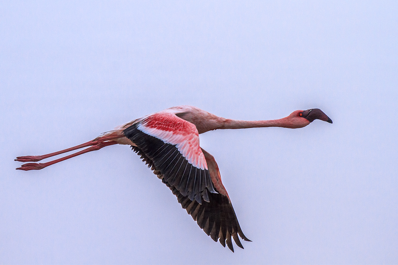 Fenicottero Rosa Minore