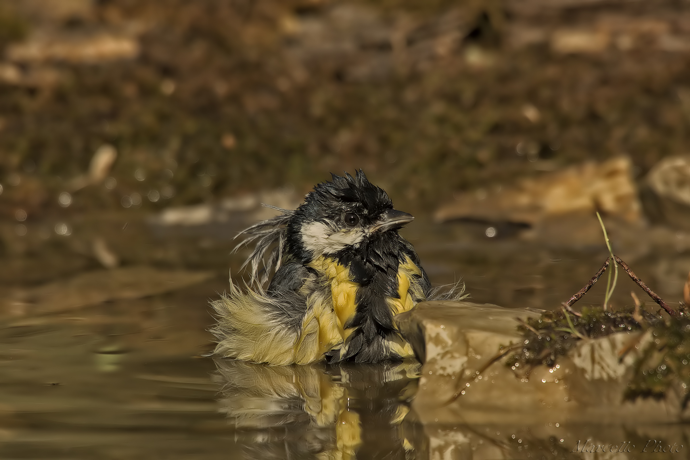 Crested tit ....... !!
