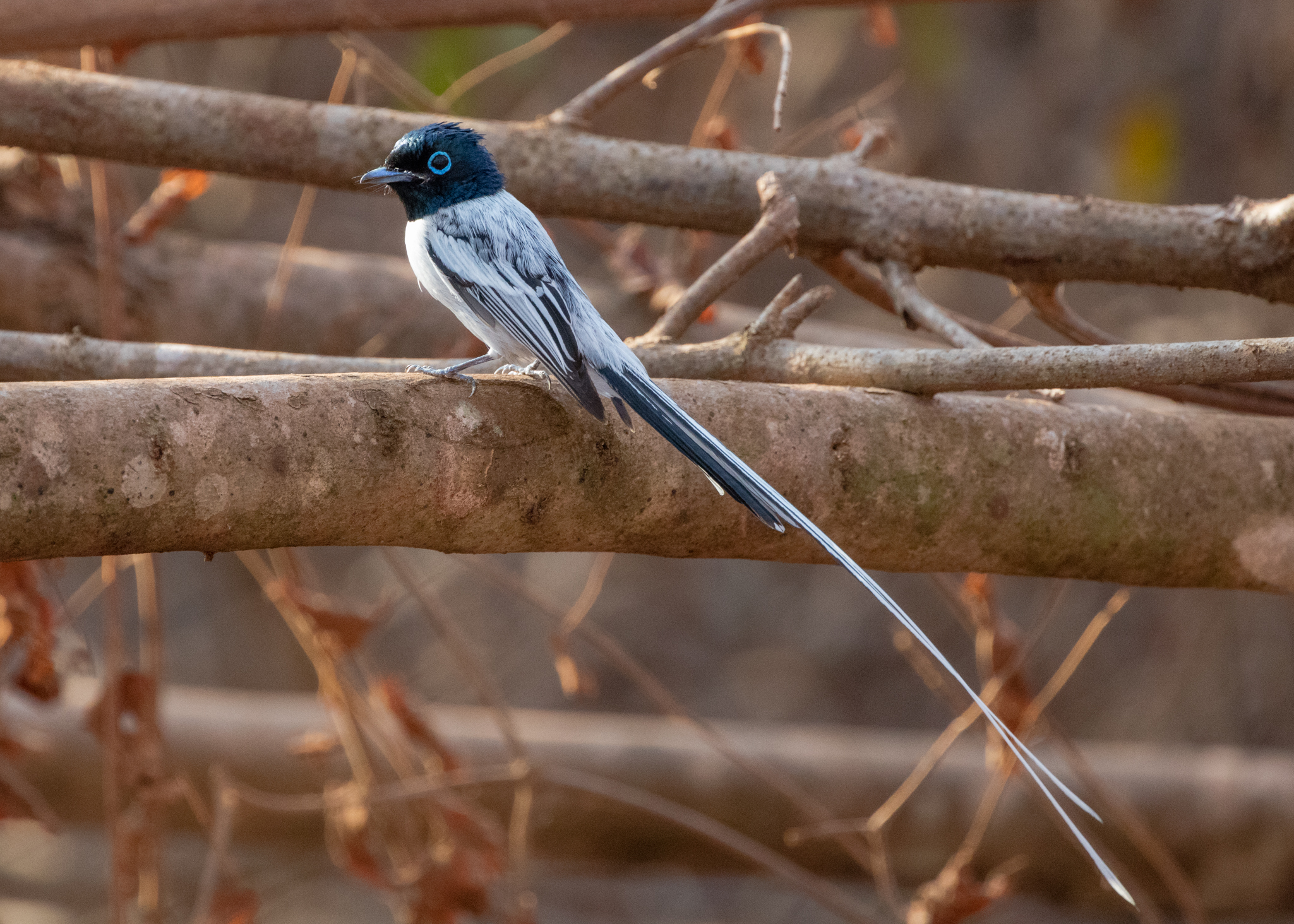 Paradise flycatchers