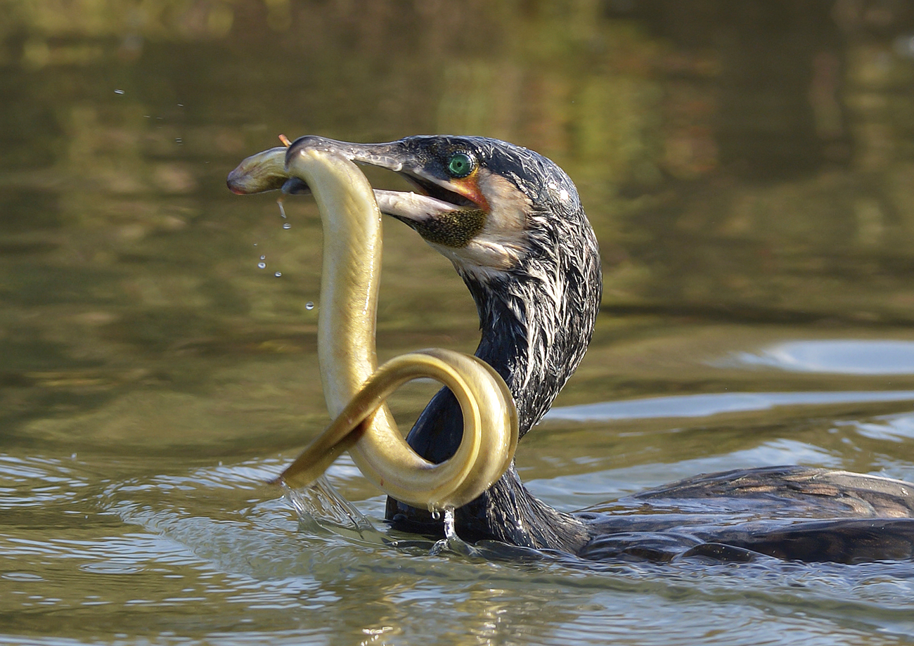 Cormorant with eel (Lagoon of.)