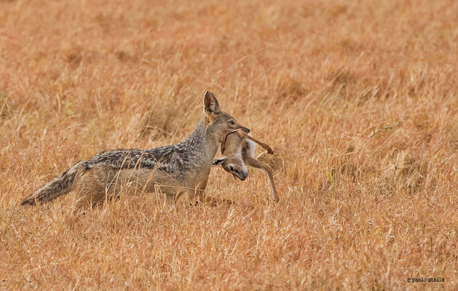 lo sciacallo ed il piccolo thommy