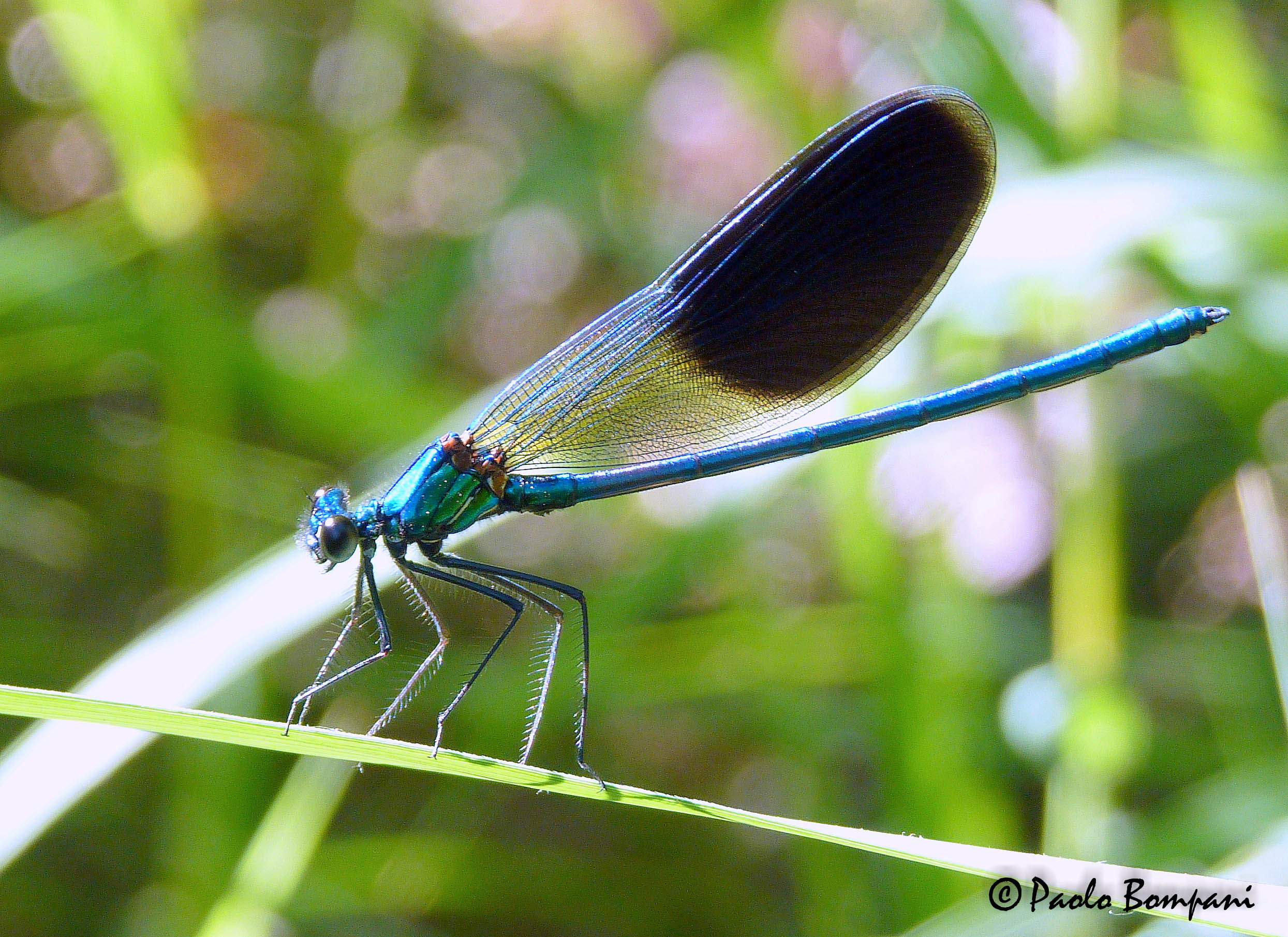 Damsel (Calopteryx splendens)
