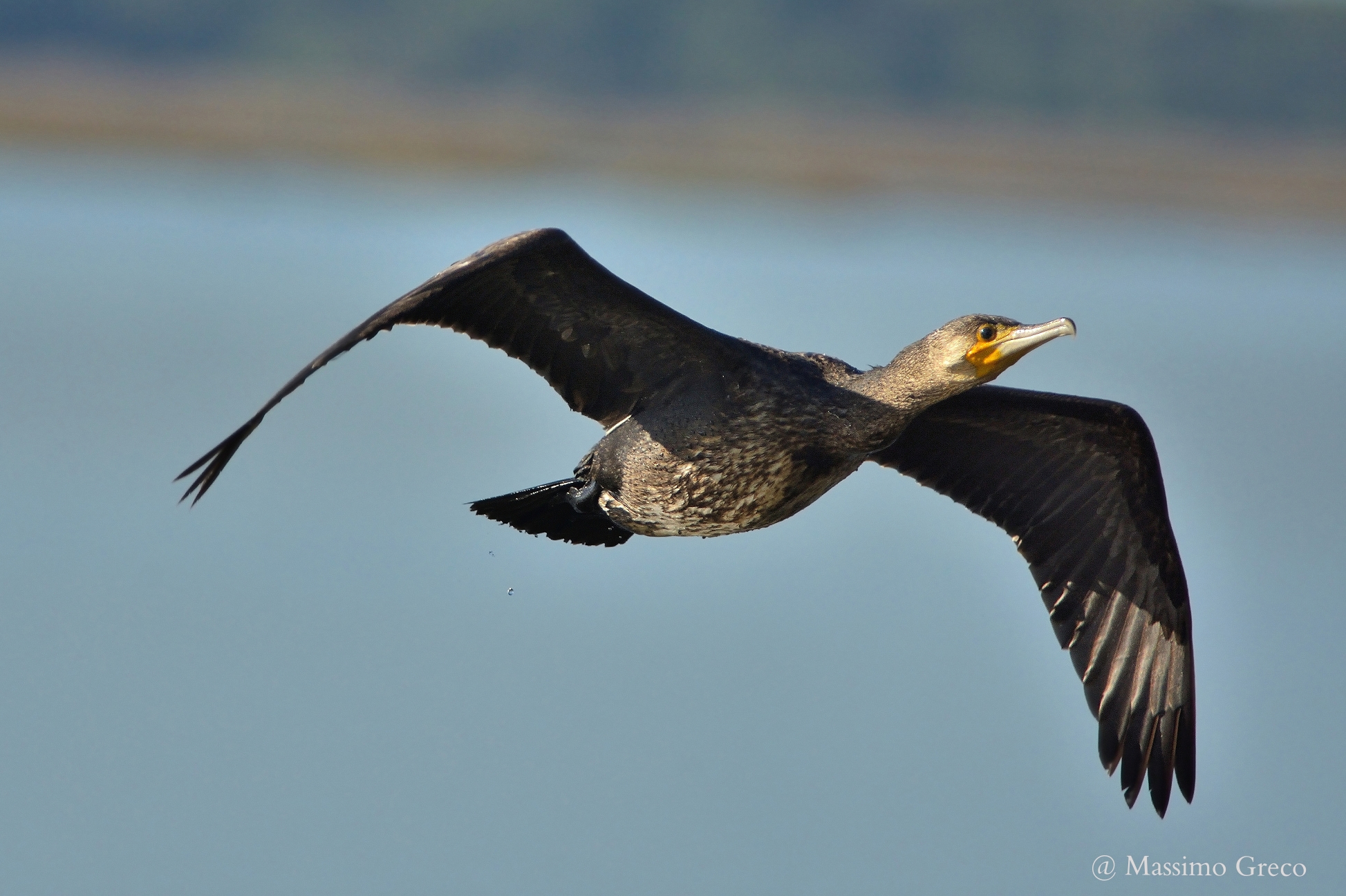 Cormorano