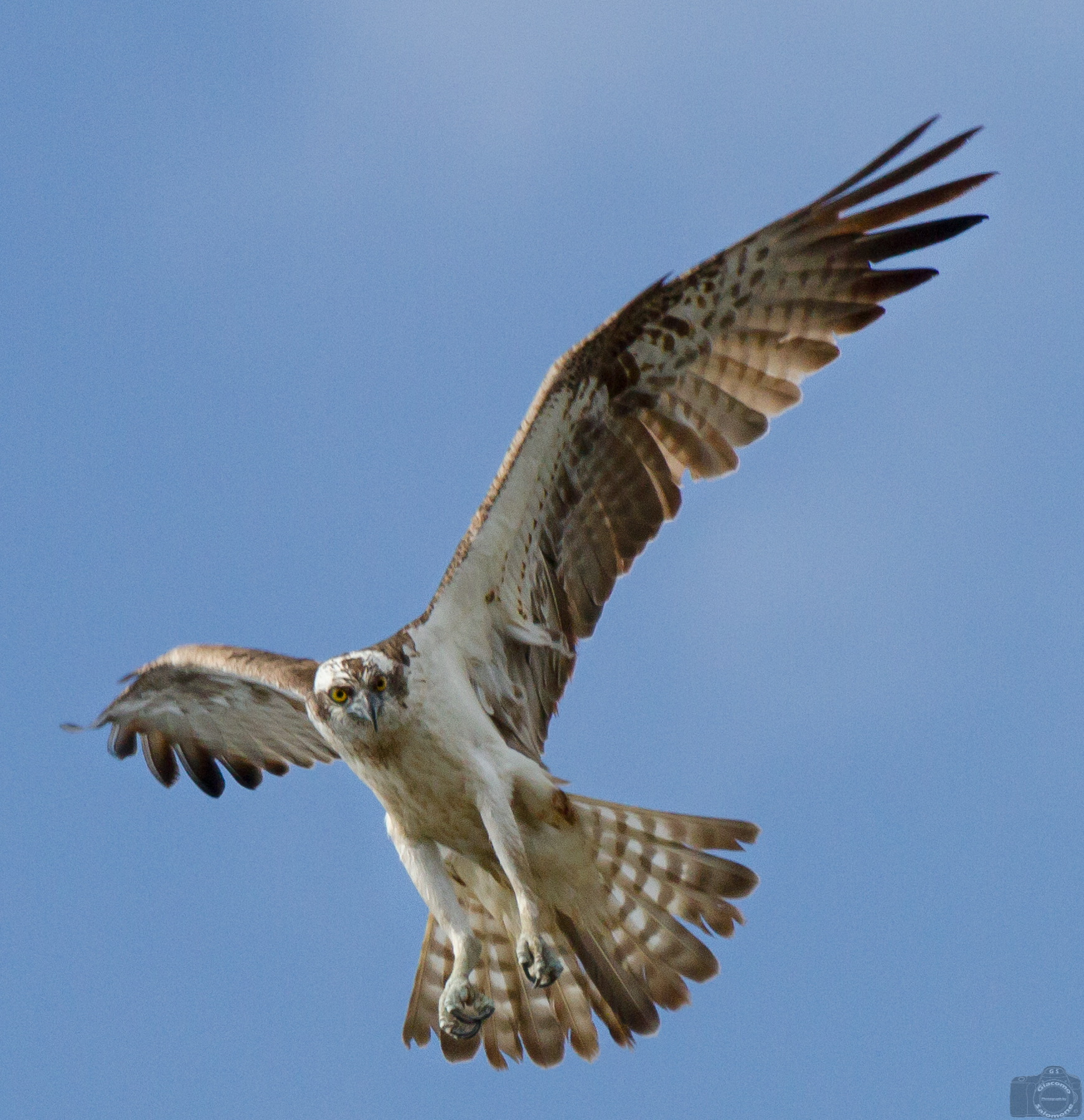 Osprey.