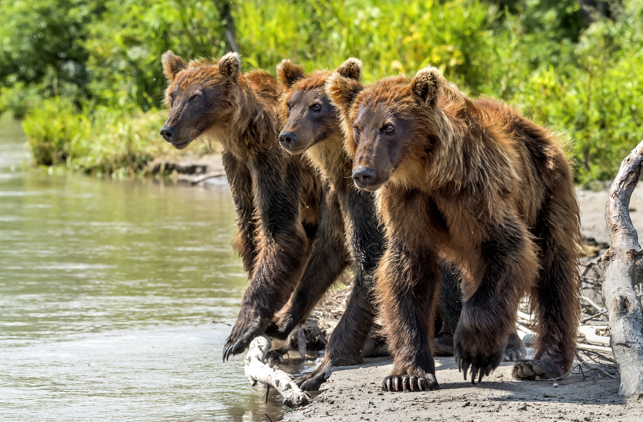 Kamchatka 2016 - I tre fratelli