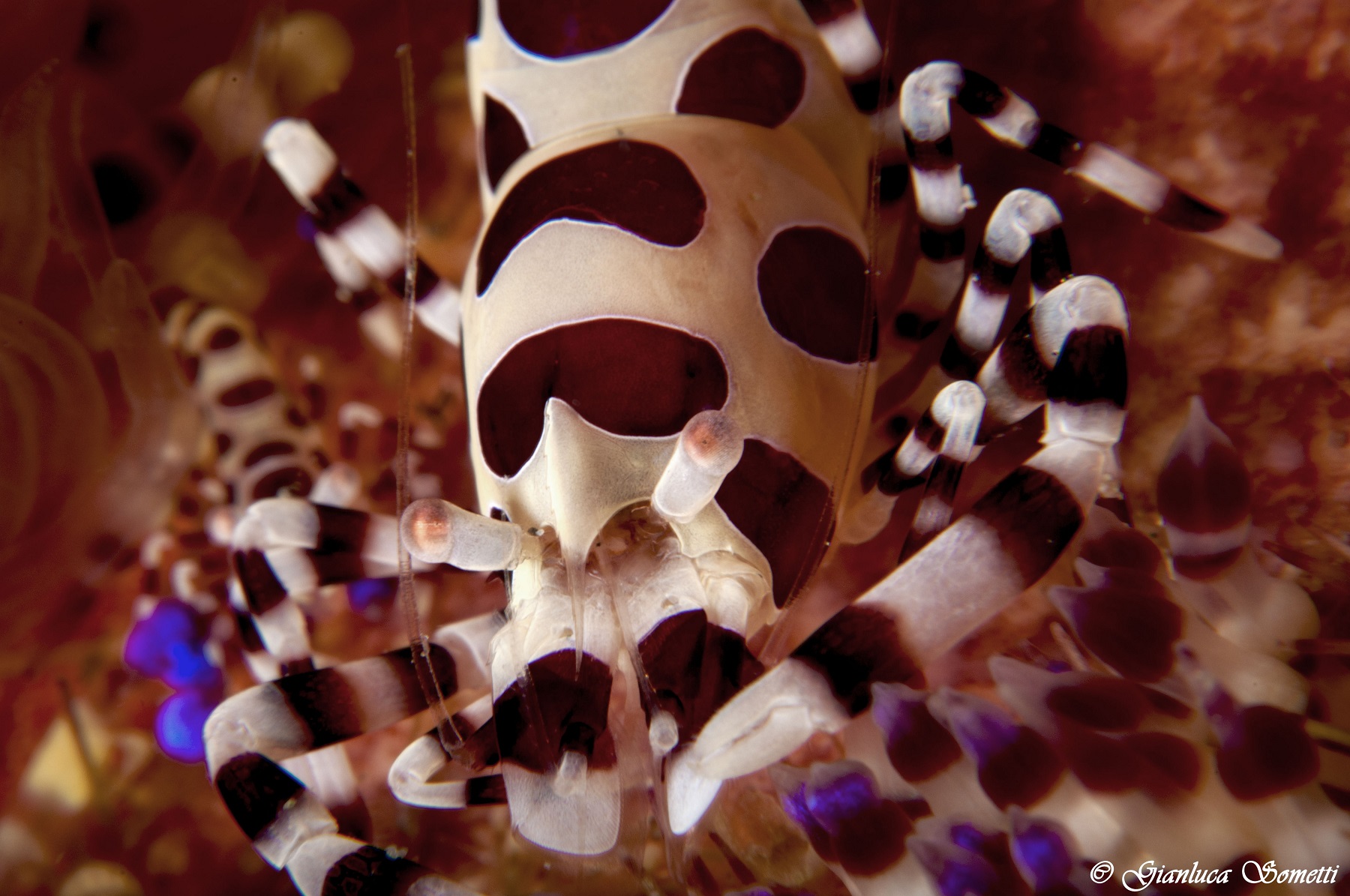 Colema shirmp - Puerto jail