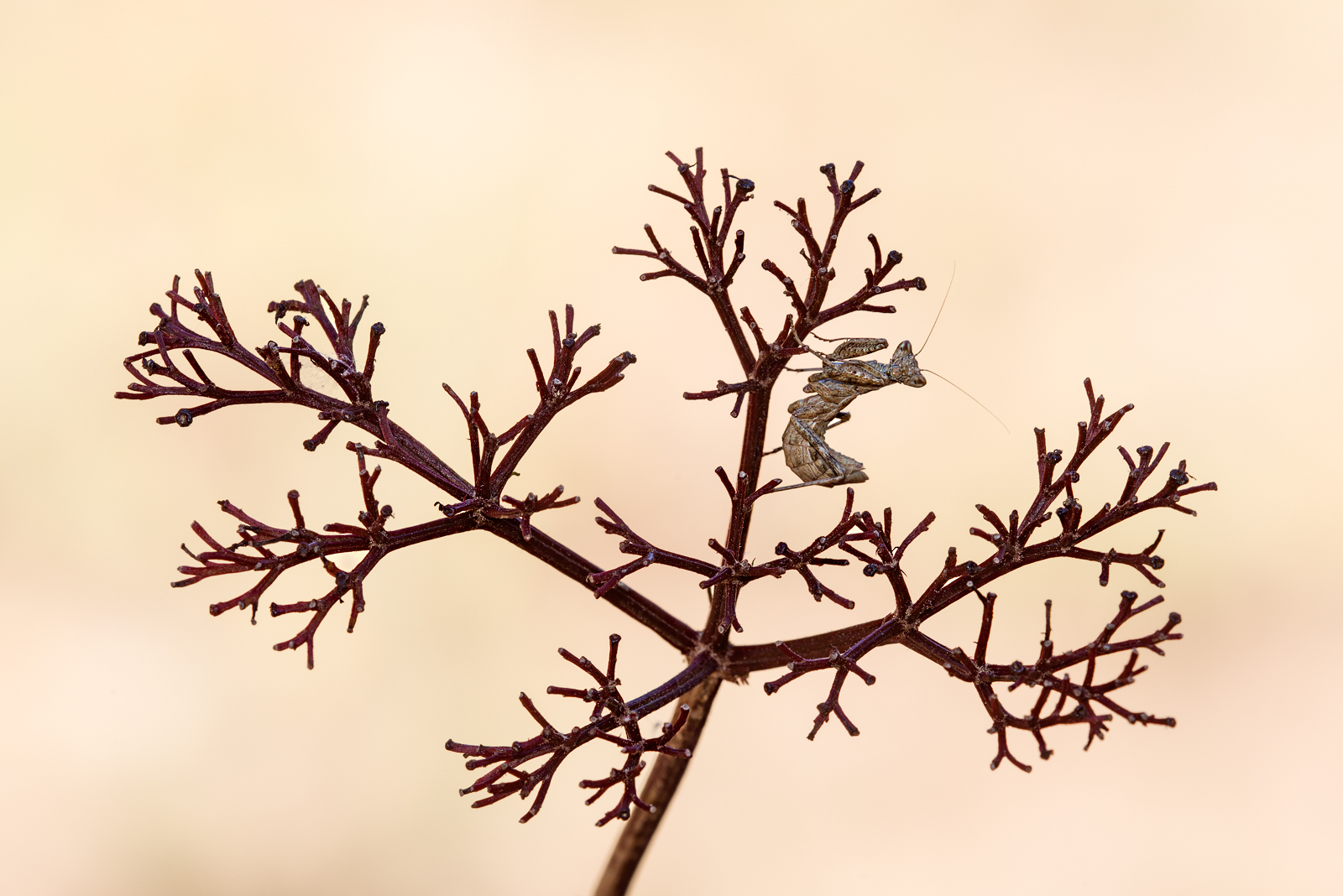 L'albero della mantide