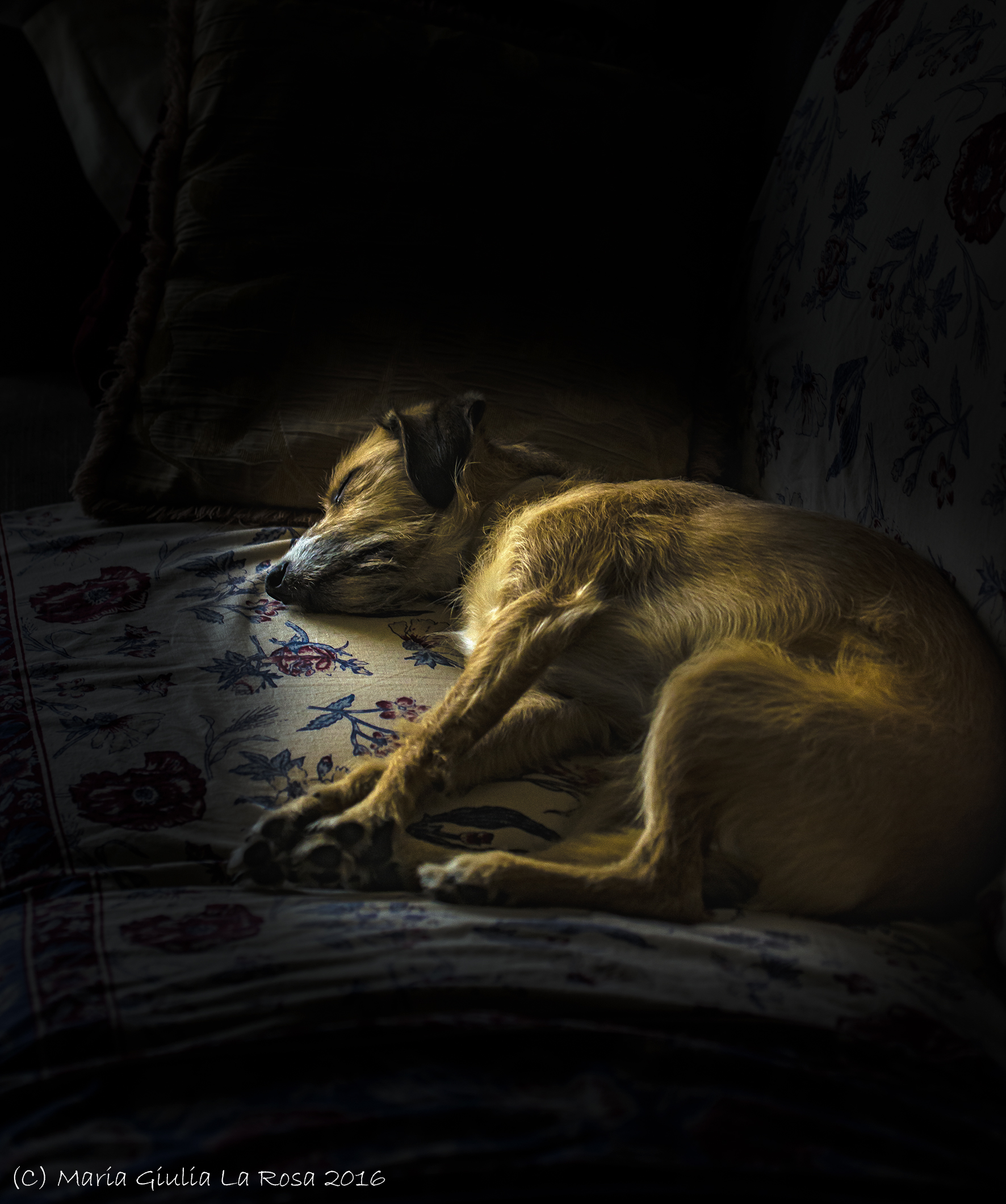 Non svegliare il can che dorme