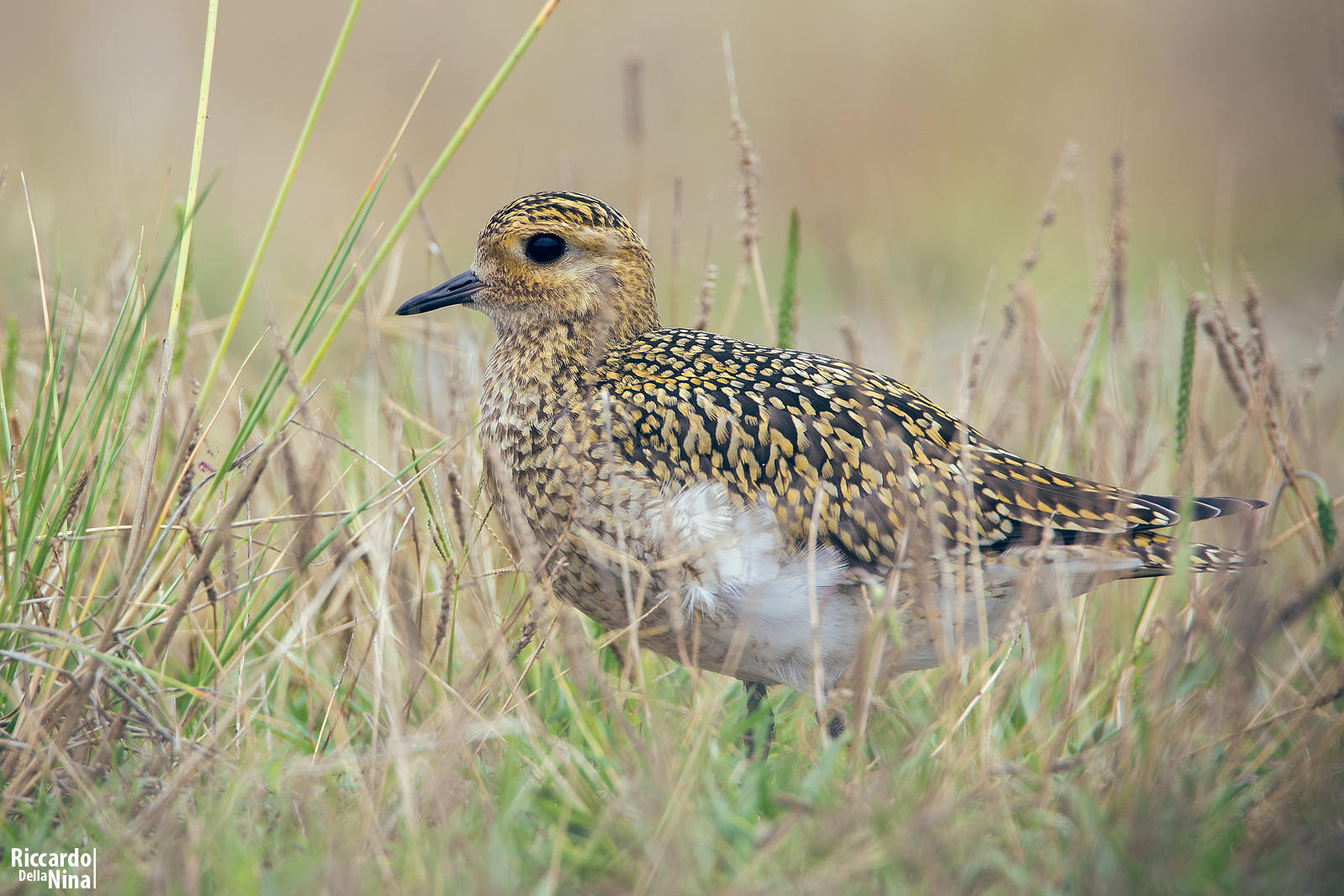 golden plover