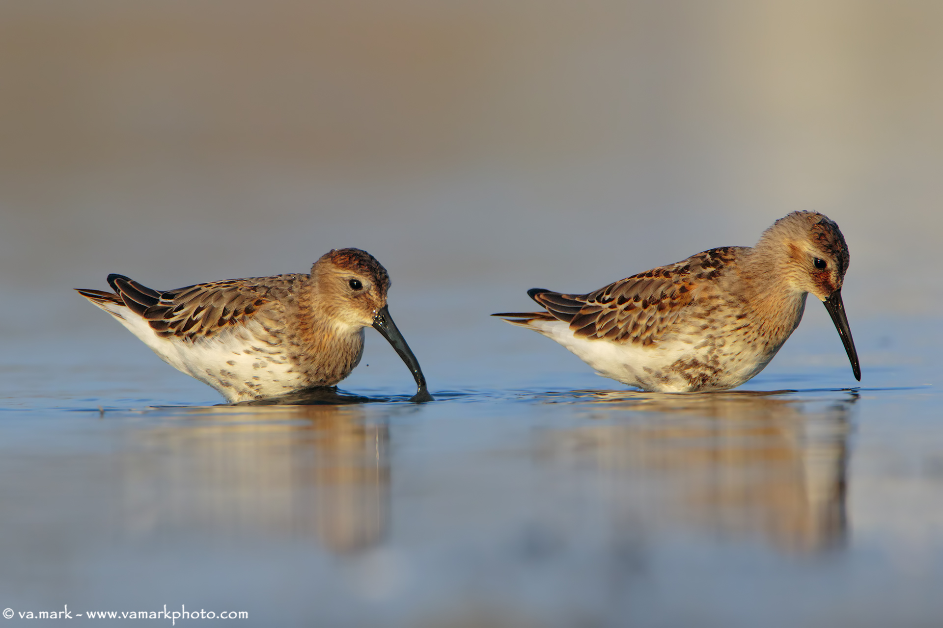 Piovanello Pancianera