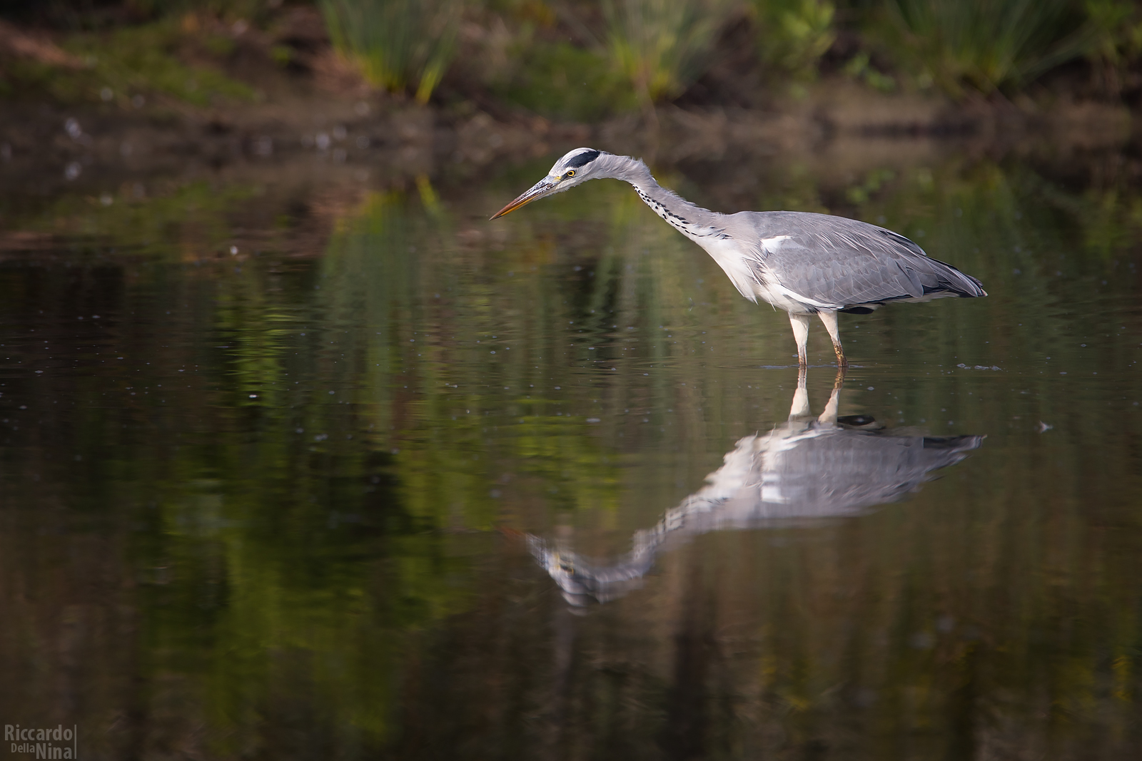 the gaze of the predator