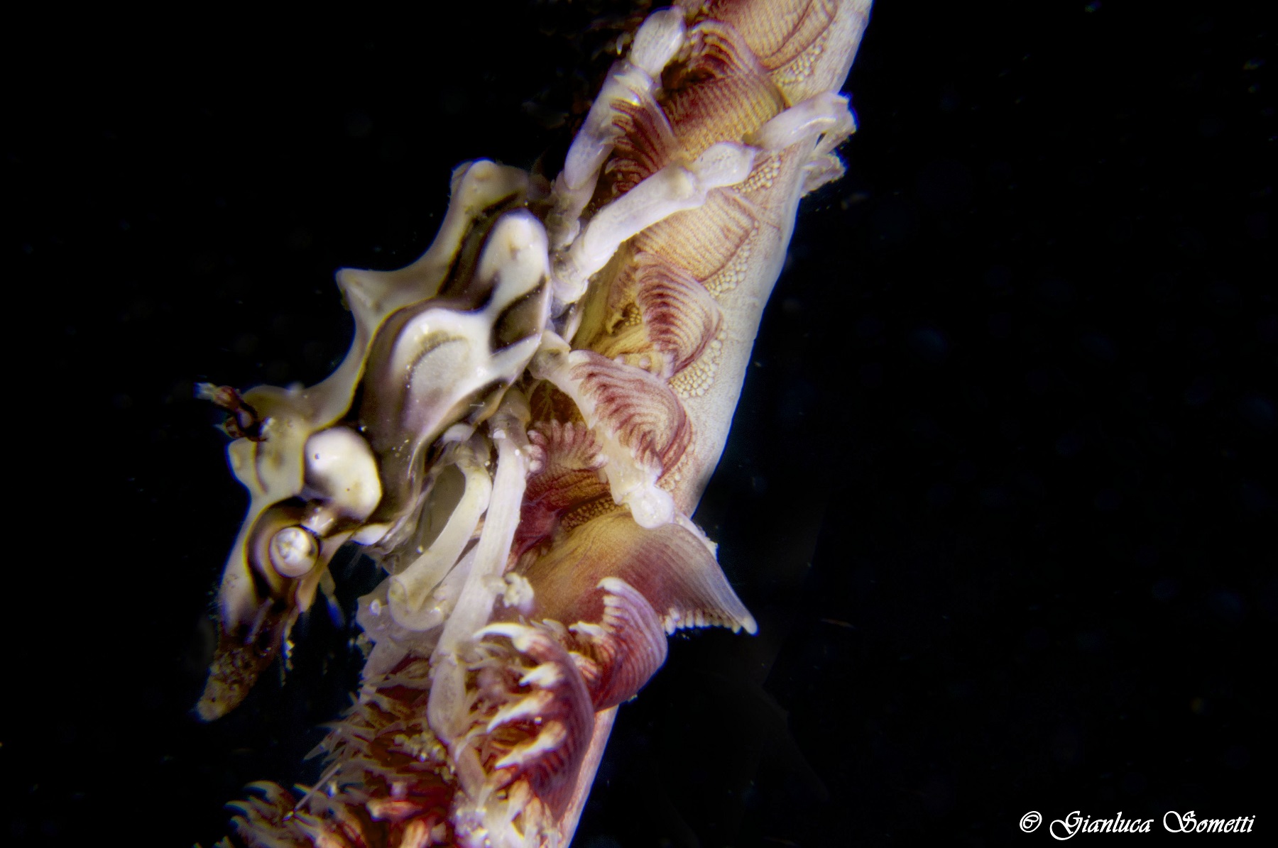 Wire coral spider crab