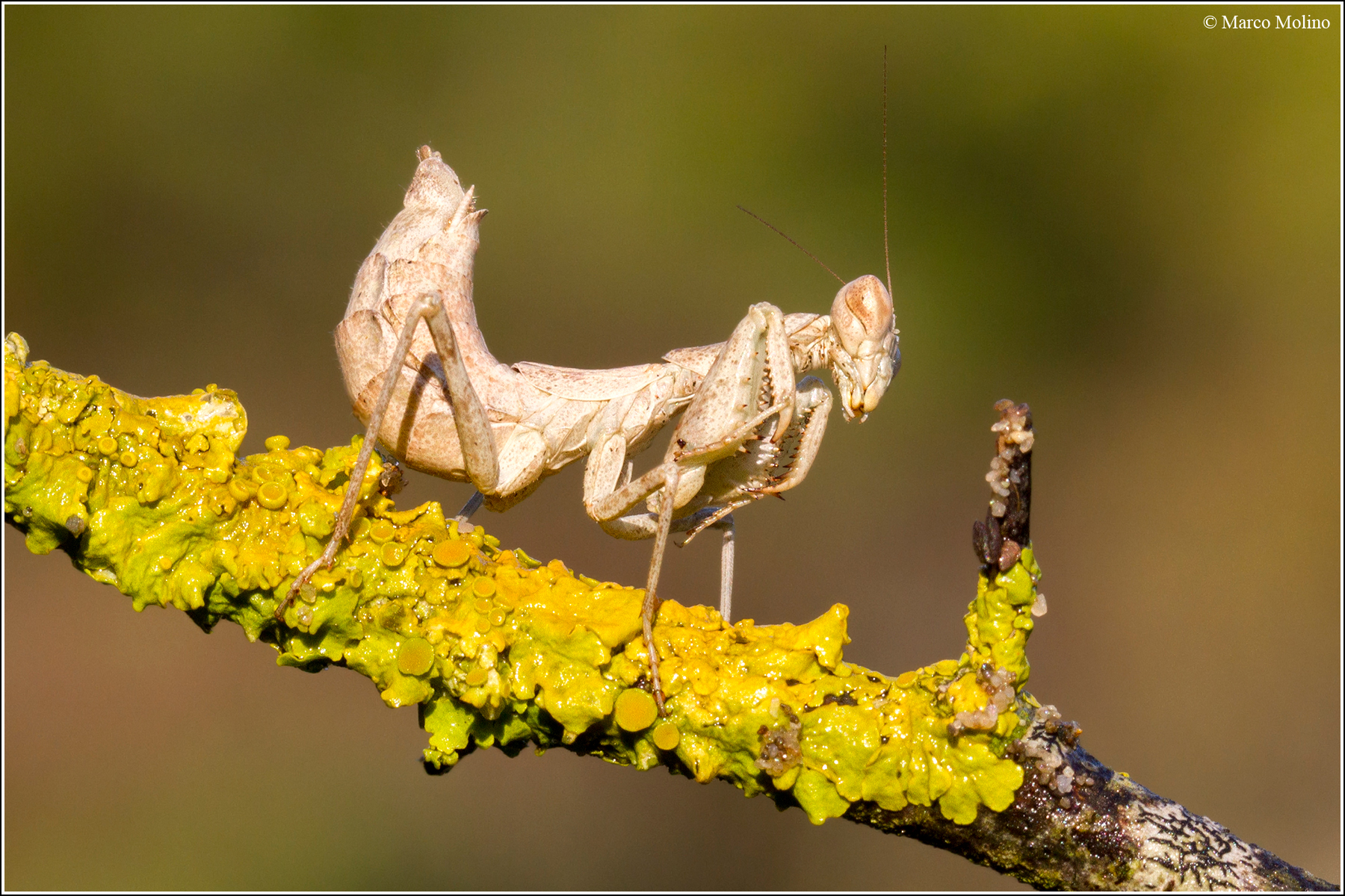 Ameles spallanzania - Mantide nana europea