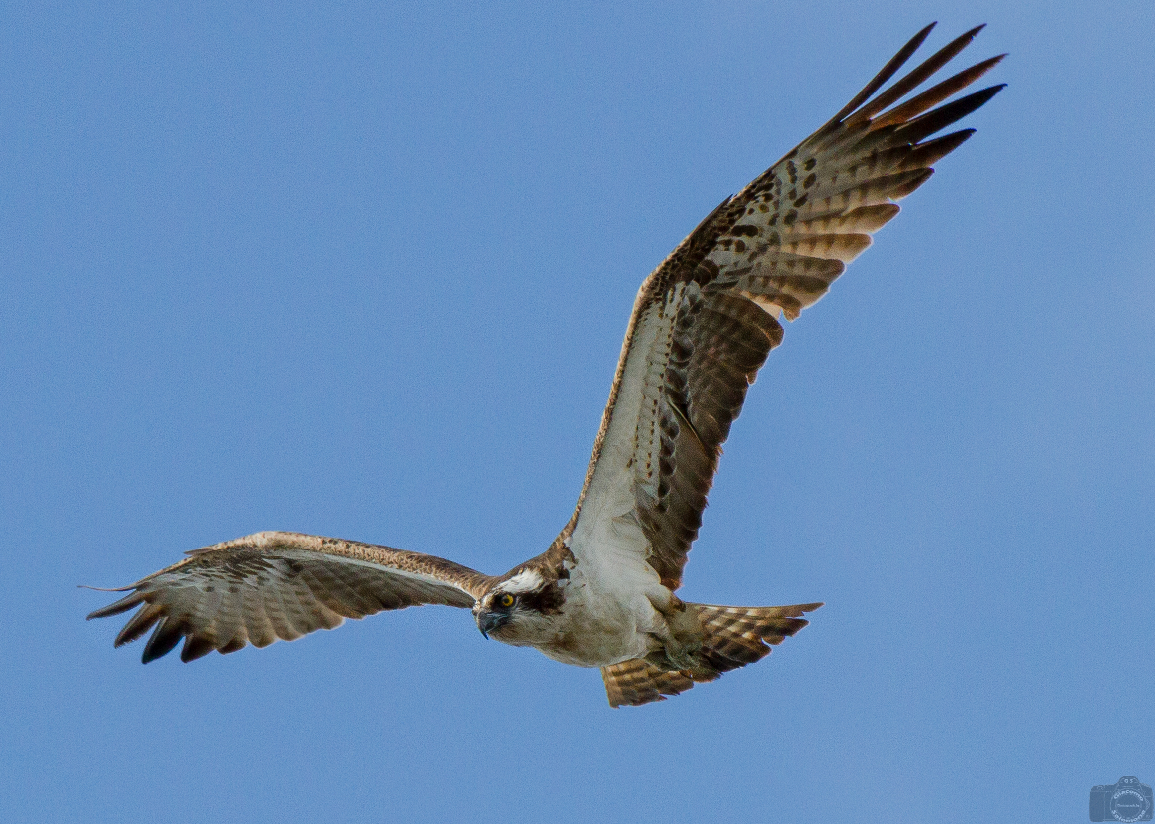 Osprey in flight