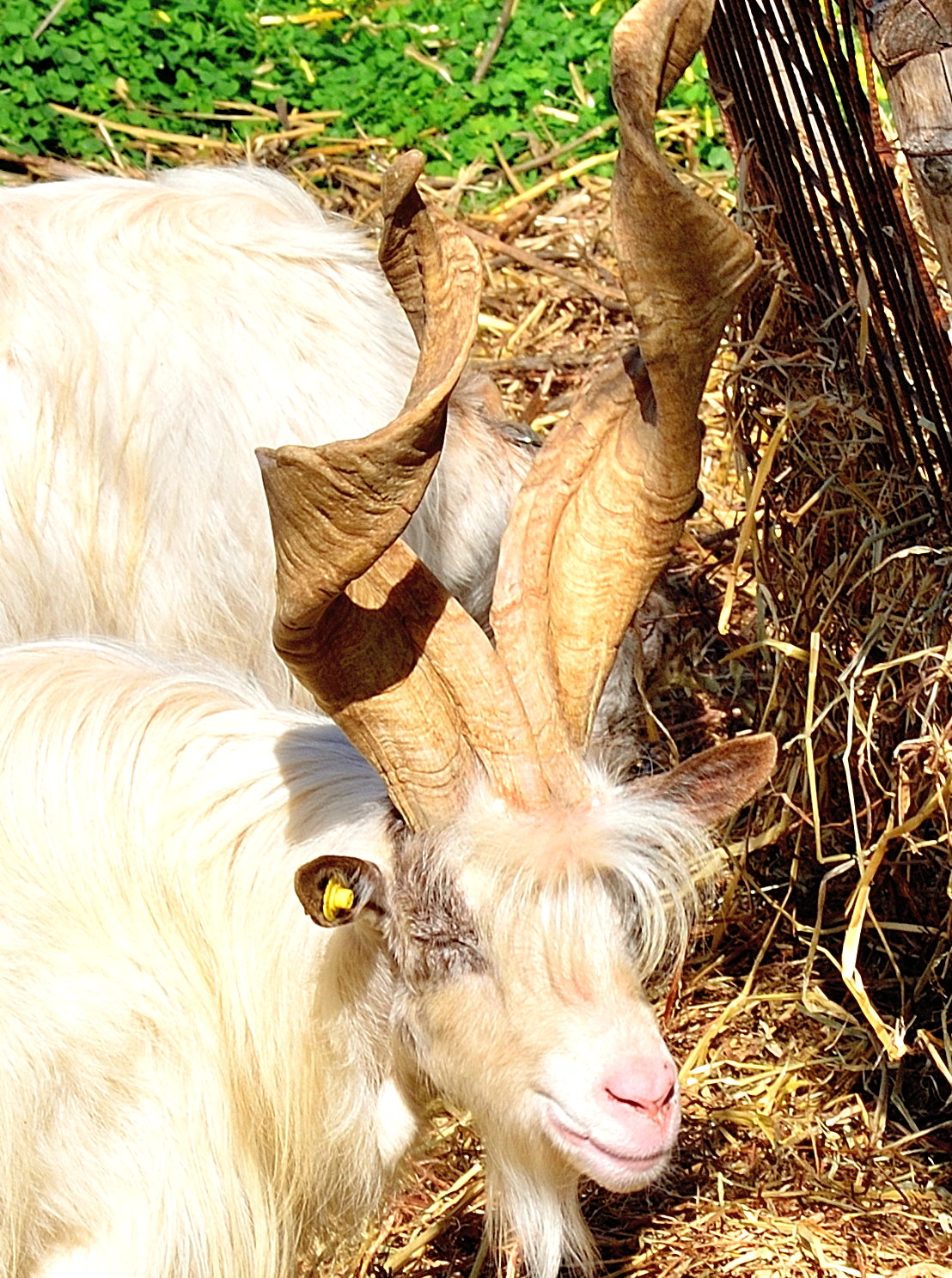 that .... horns goat's south western Sicily