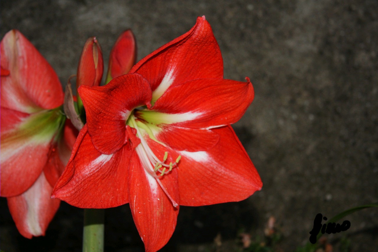 amaryllis