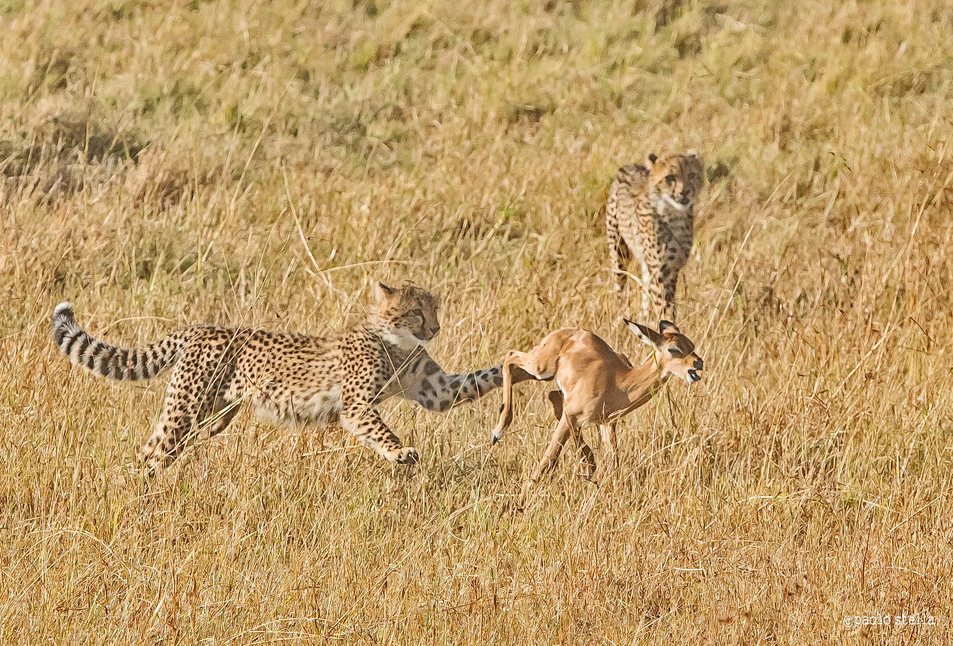 initiation into hunting