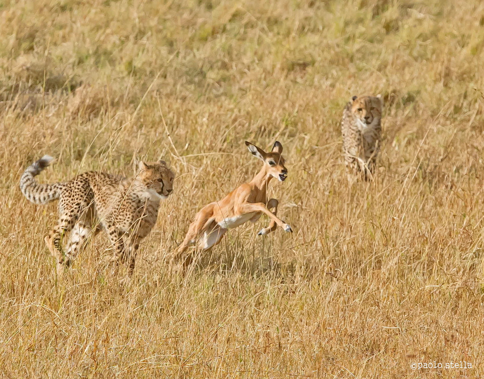 iniziazione alla caccia - 1