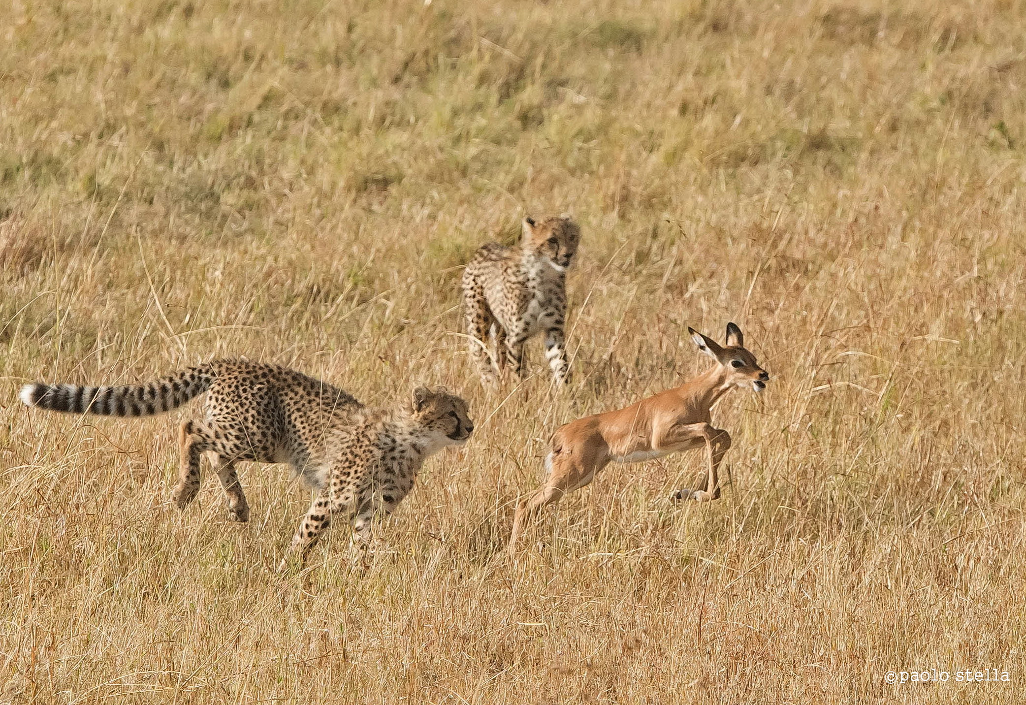 iniziazione alla caccia - 3