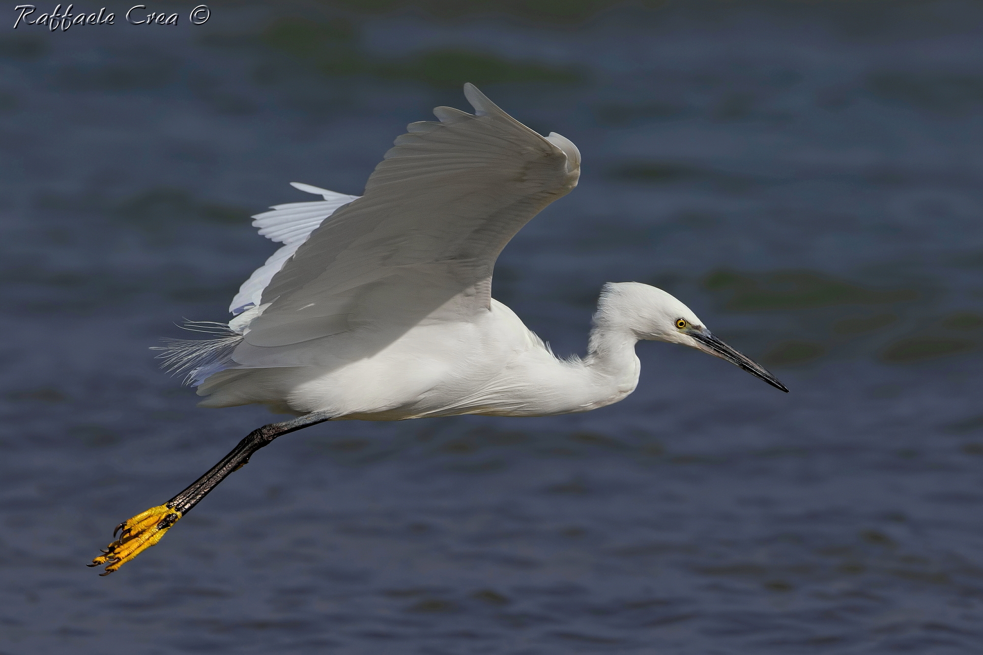 Egret: The Flight
