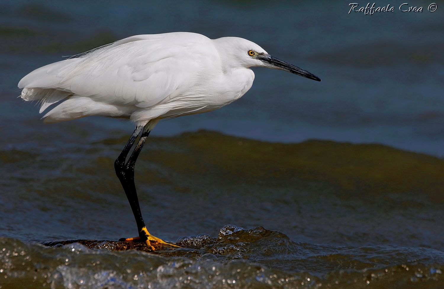egret