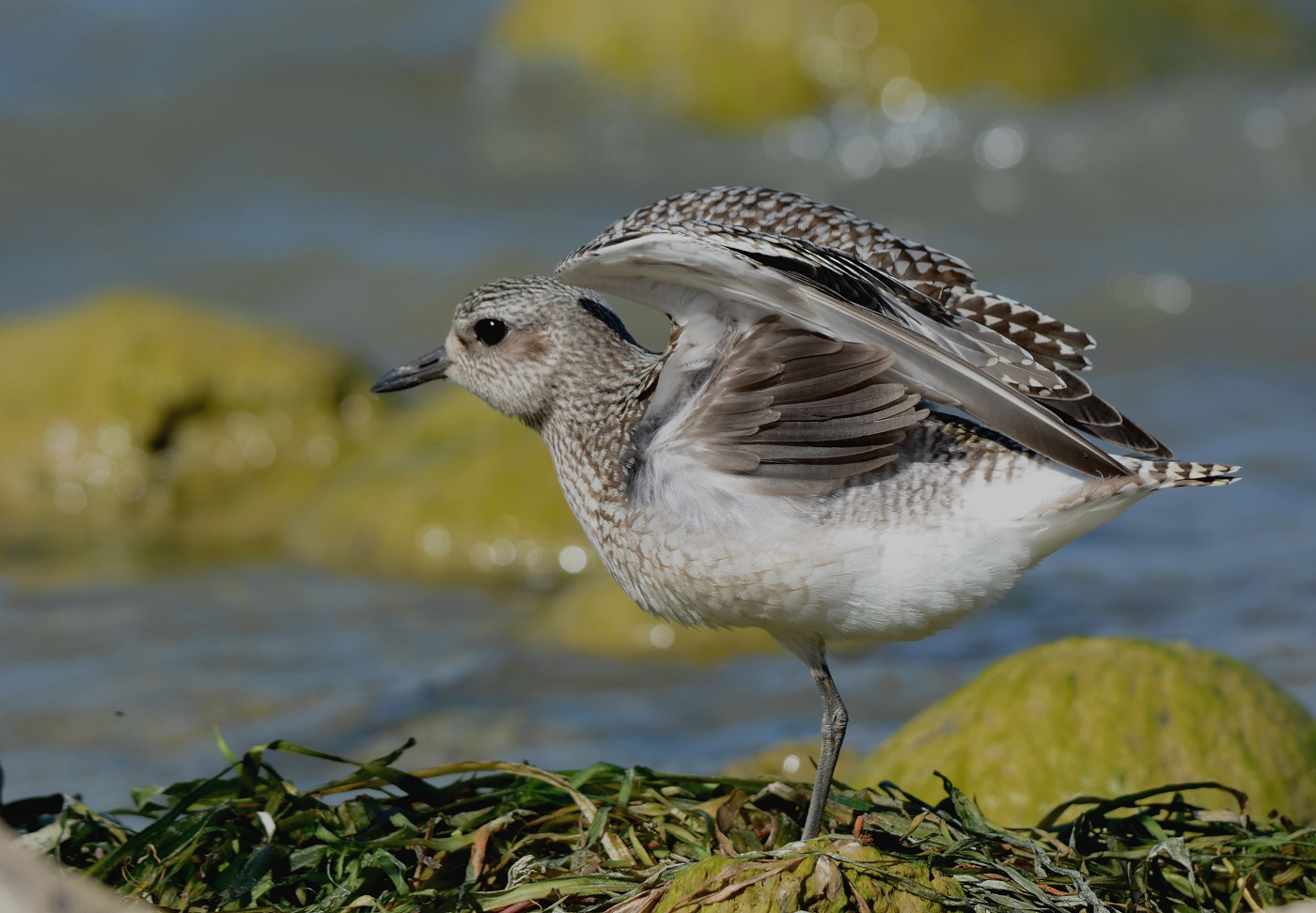Grey Plover