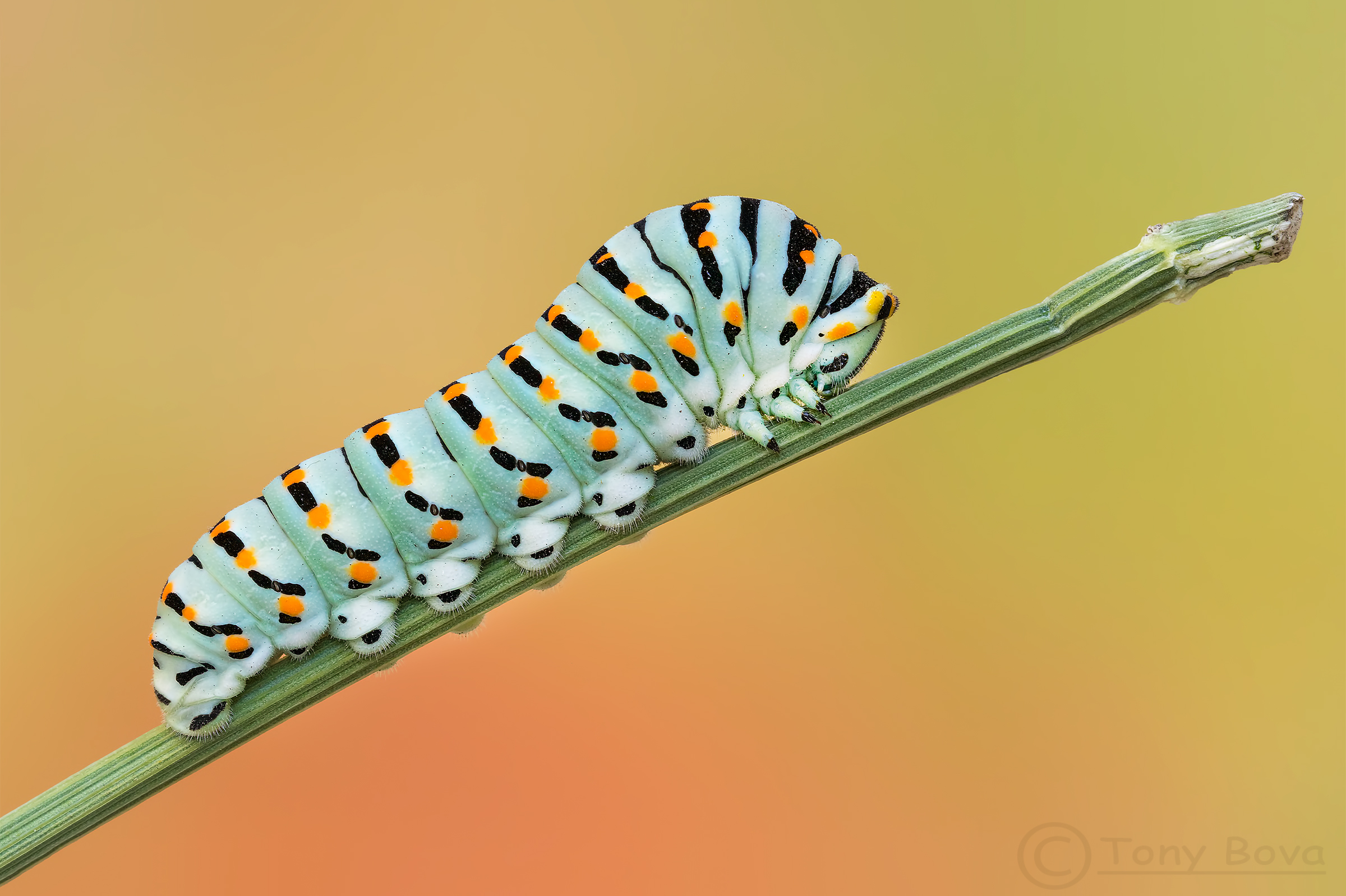 The life cycle of the Swallowtail